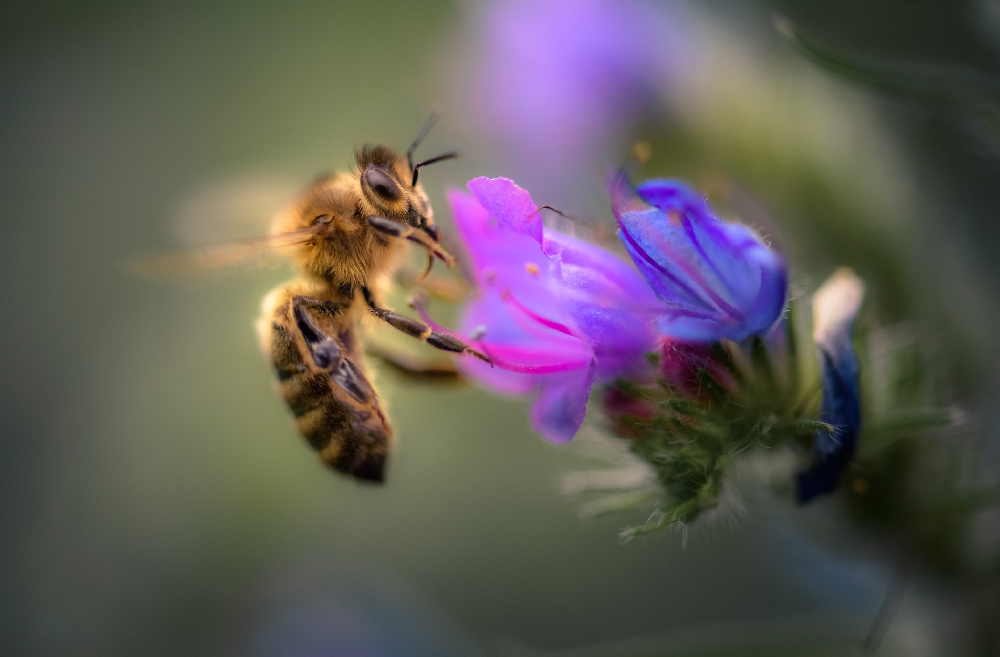 Handy-Wallpaper Tiere, Insekten, Blume, Makro, Insekt, Biene kostenlos herunterladen.