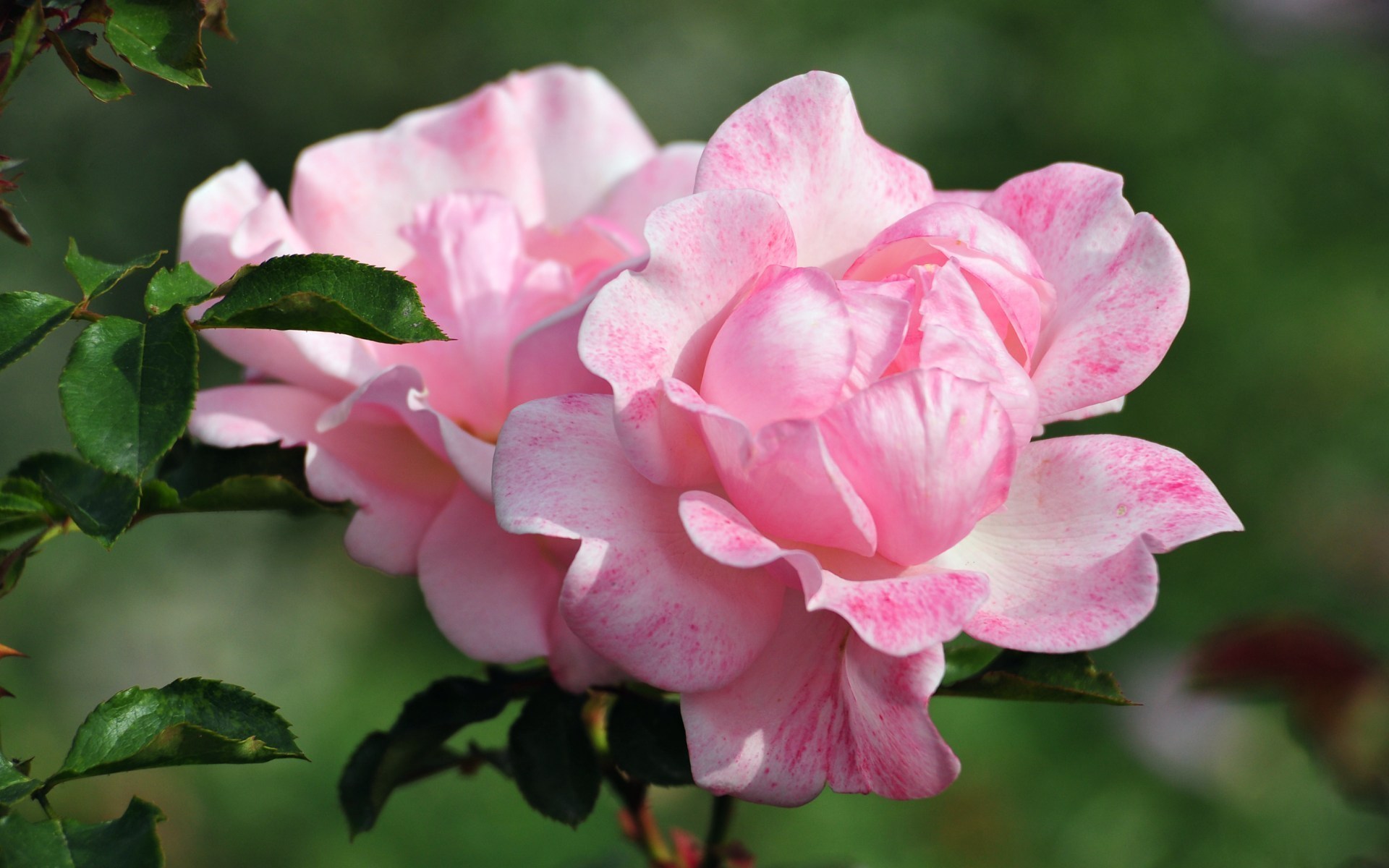 Handy-Wallpaper Pinke Rose, Blumen, Blume, Rose, Erde/natur kostenlos herunterladen.