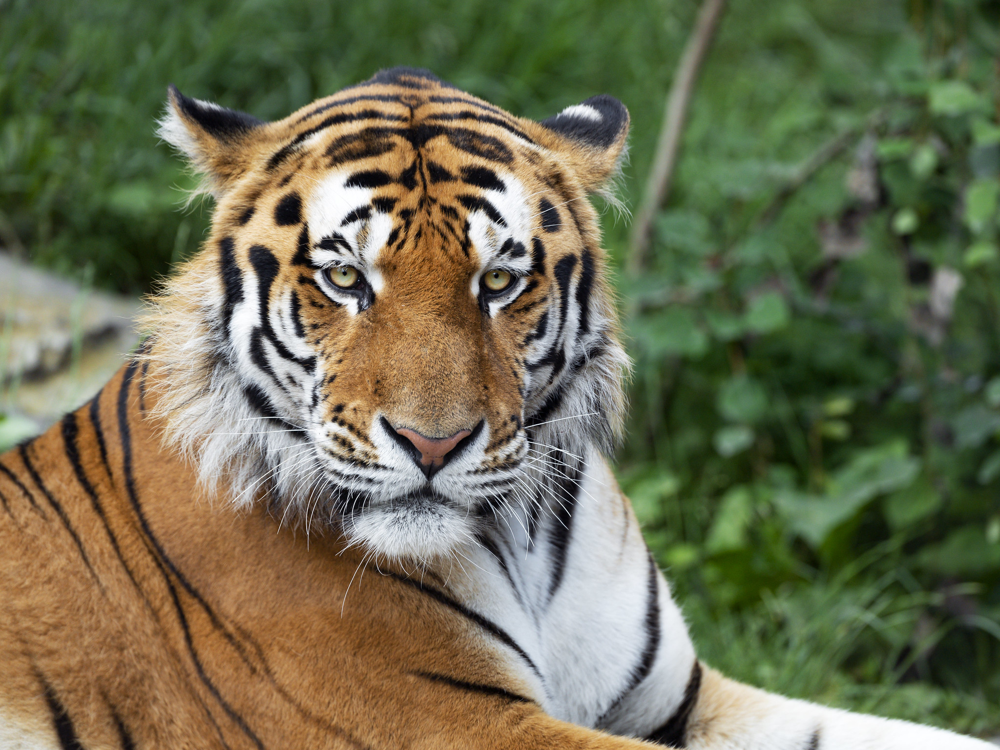 70681 скачать картинку большая кошка, тигр, животные, морда, хищник, взгляд, полосы - обои и заставки бесплатно