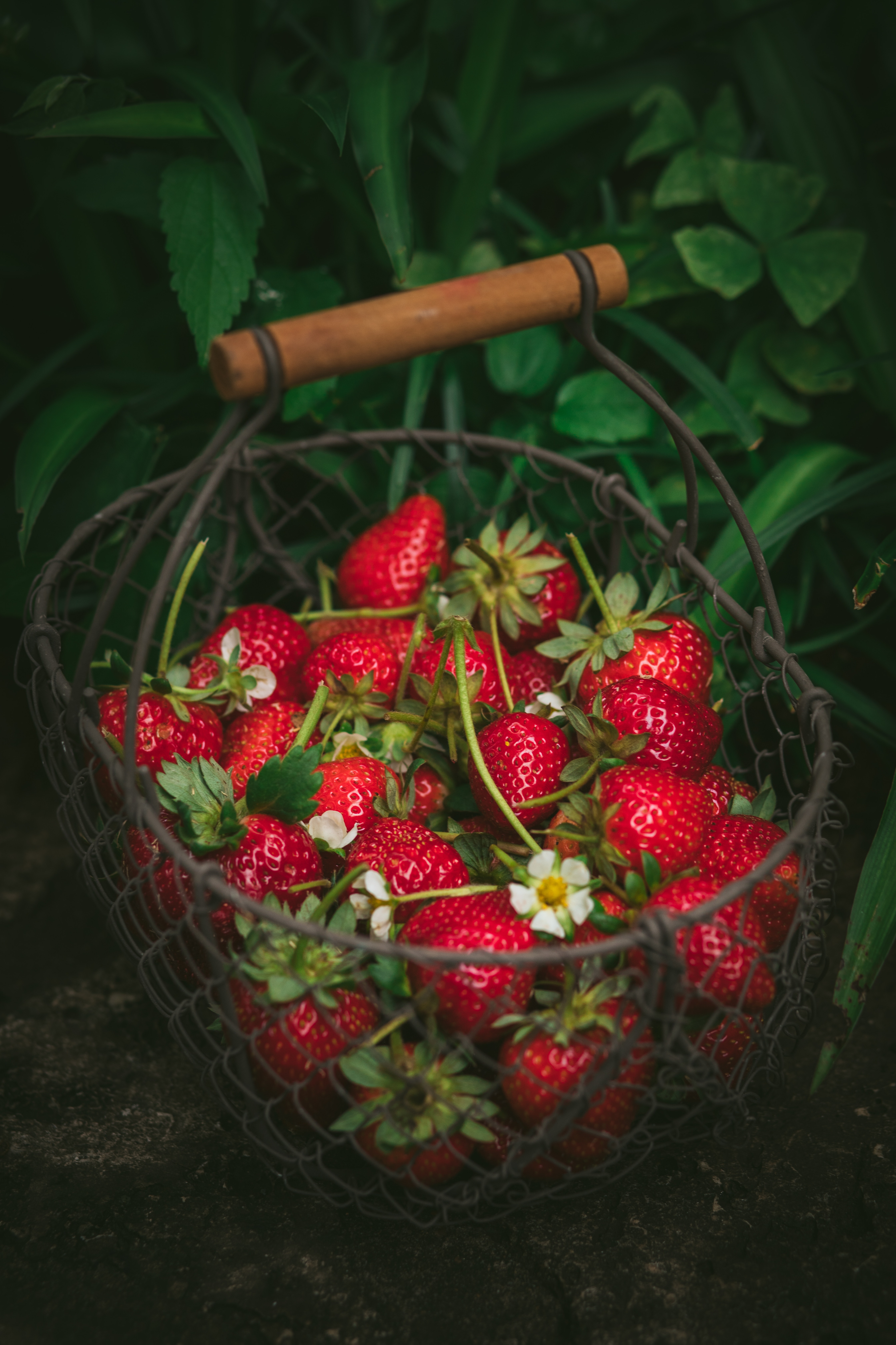 strawberry, berries, fresh, food, red, basket, ripe cellphone