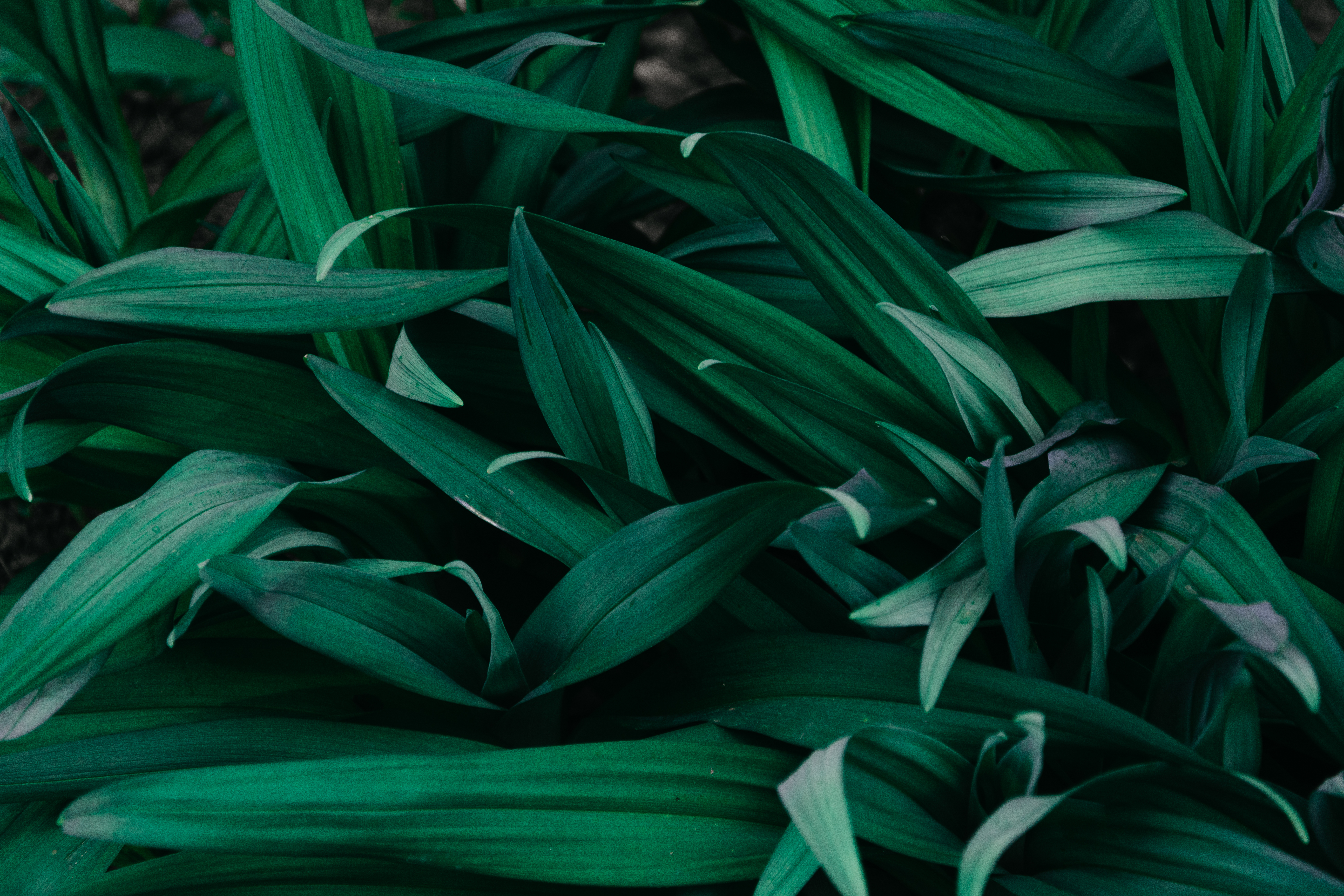 Free download wallpaper Grass, Macro, Plants on your PC desktop