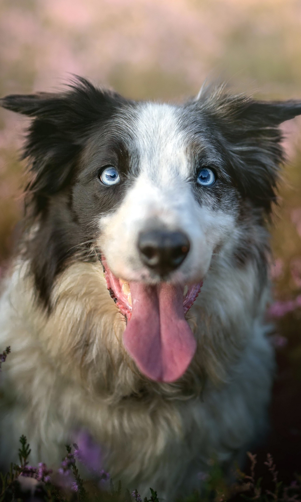 Download mobile wallpaper Dogs, Dog, Animal, Border Collie for free.