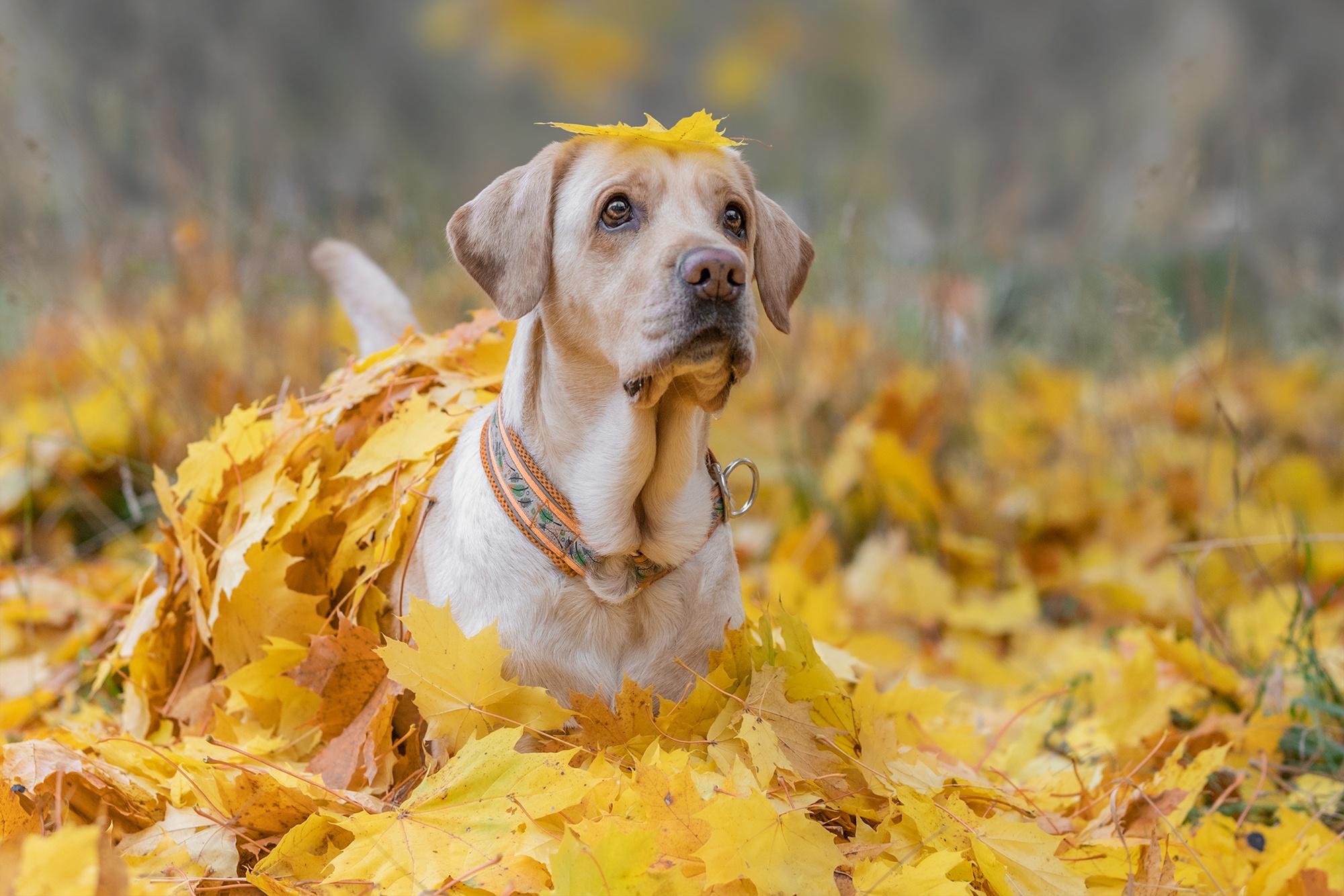 Download mobile wallpaper Dogs, Dog, Fall, Animal, Labrador Retriever for free.