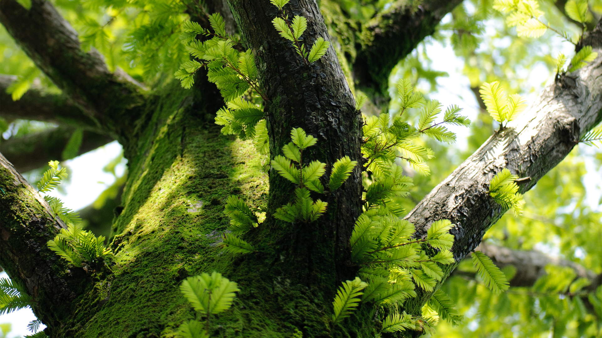 Téléchargez gratuitement l'image Arbre, Des Arbres, Terre/nature sur le bureau de votre PC