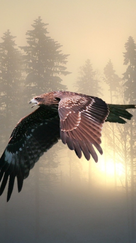 Download mobile wallpaper Birds, Sunset, Forest, Fog, Sunrise, Flight, Animal, Eagle for free.