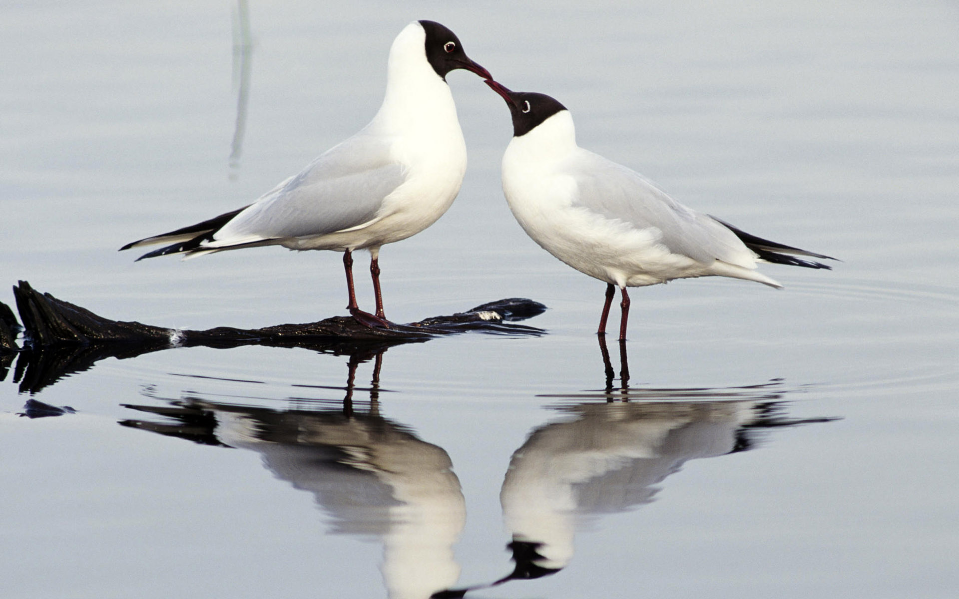 Free download wallpaper Birds, Bird, Animal on your PC desktop