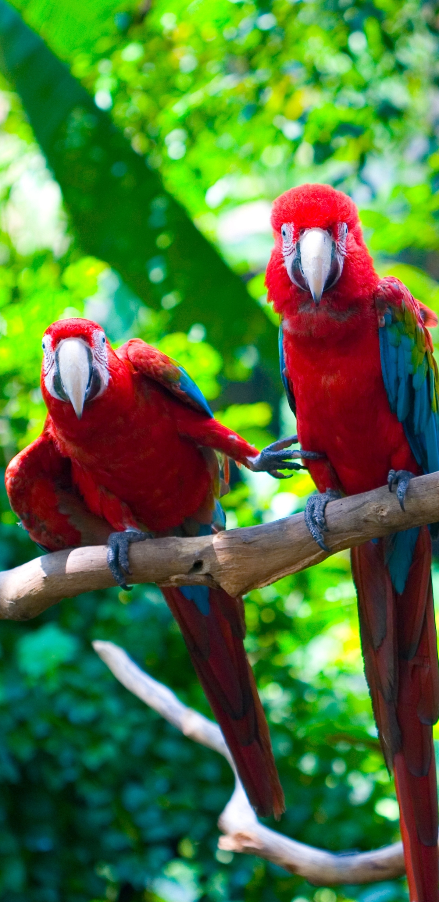 Laden Sie das Tiere, Vögel, Vogel, Ara, Papagei-Bild kostenlos auf Ihren PC-Desktop herunter