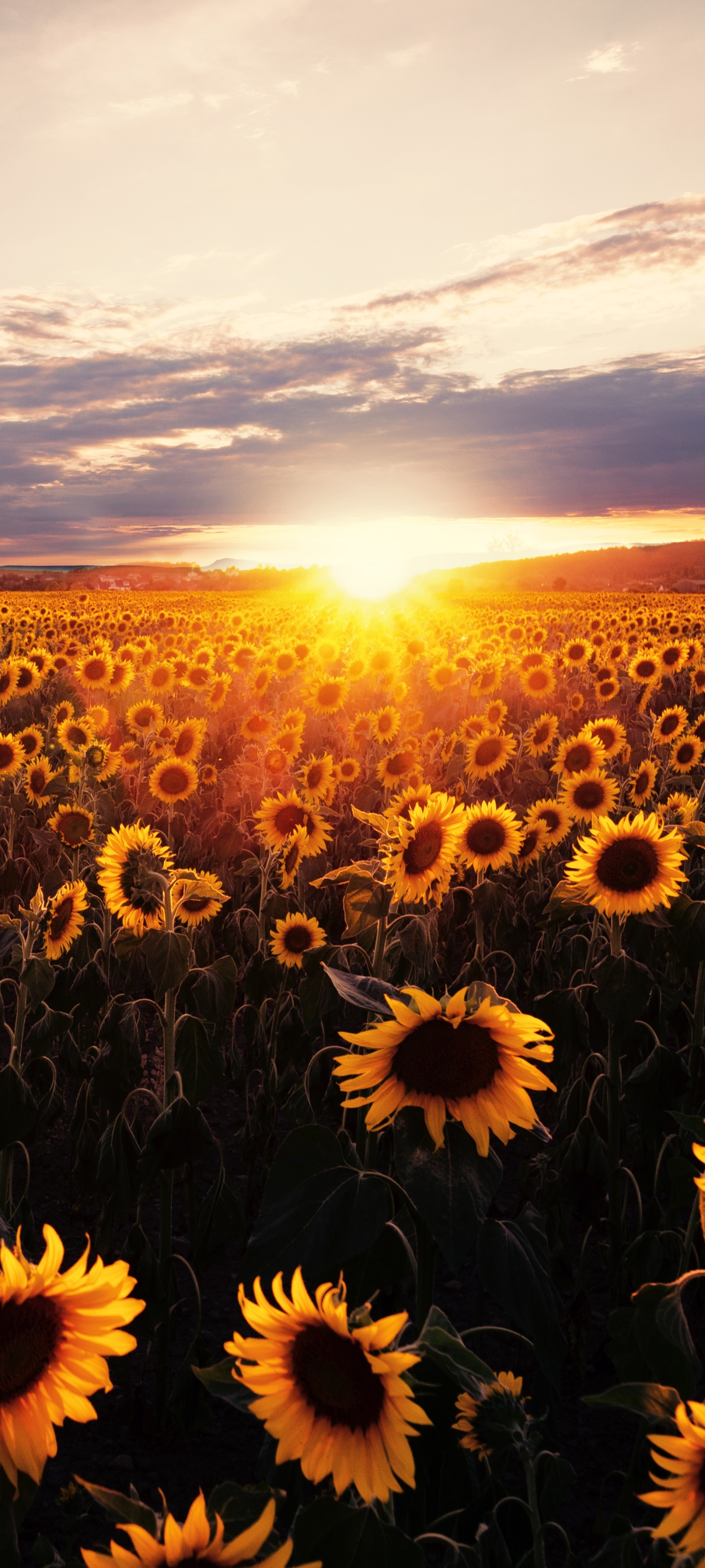 Descarga gratis la imagen Naturaleza, Flores, Verano, Campo, Girasol, Flor Amarilla, Atardecer, Tierra/naturaleza, Puesta De Sol, El Verano en el escritorio de tu PC