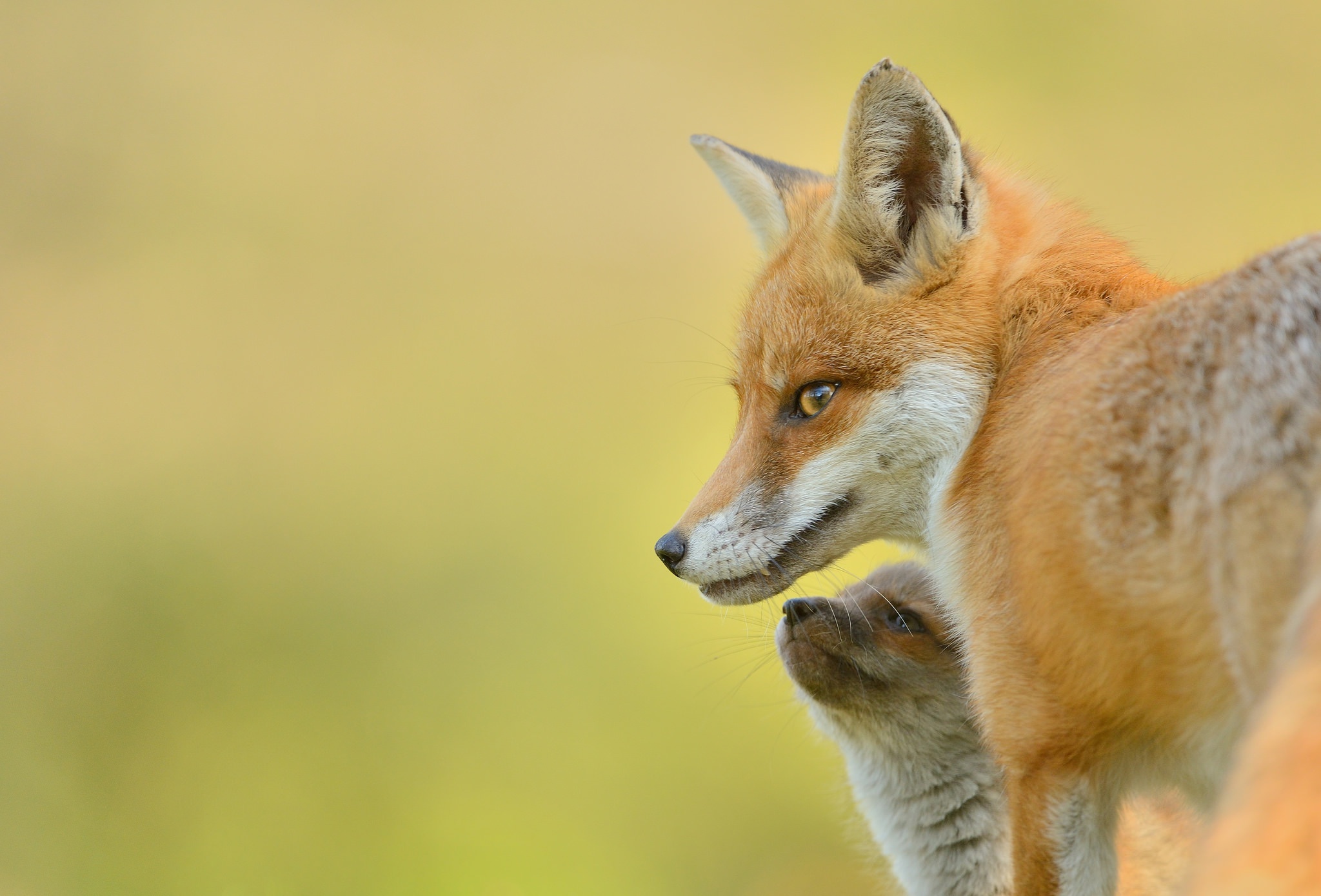 Handy-Wallpaper Tiere, Fuchs, Tierbaby, Jungtier kostenlos herunterladen.