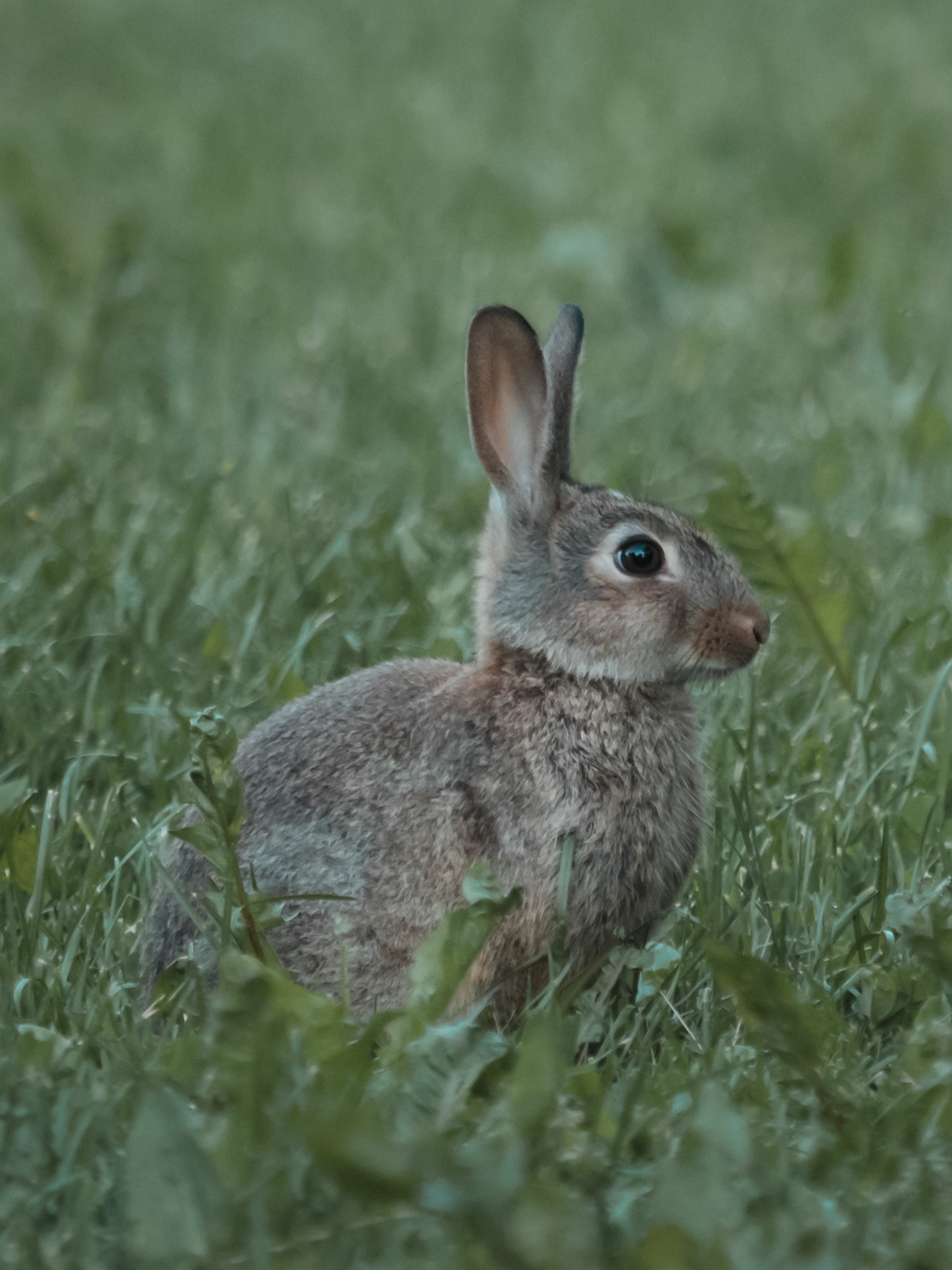 Free download wallpaper Grass, Animal, Profile, Rabbit, Animals on your PC desktop