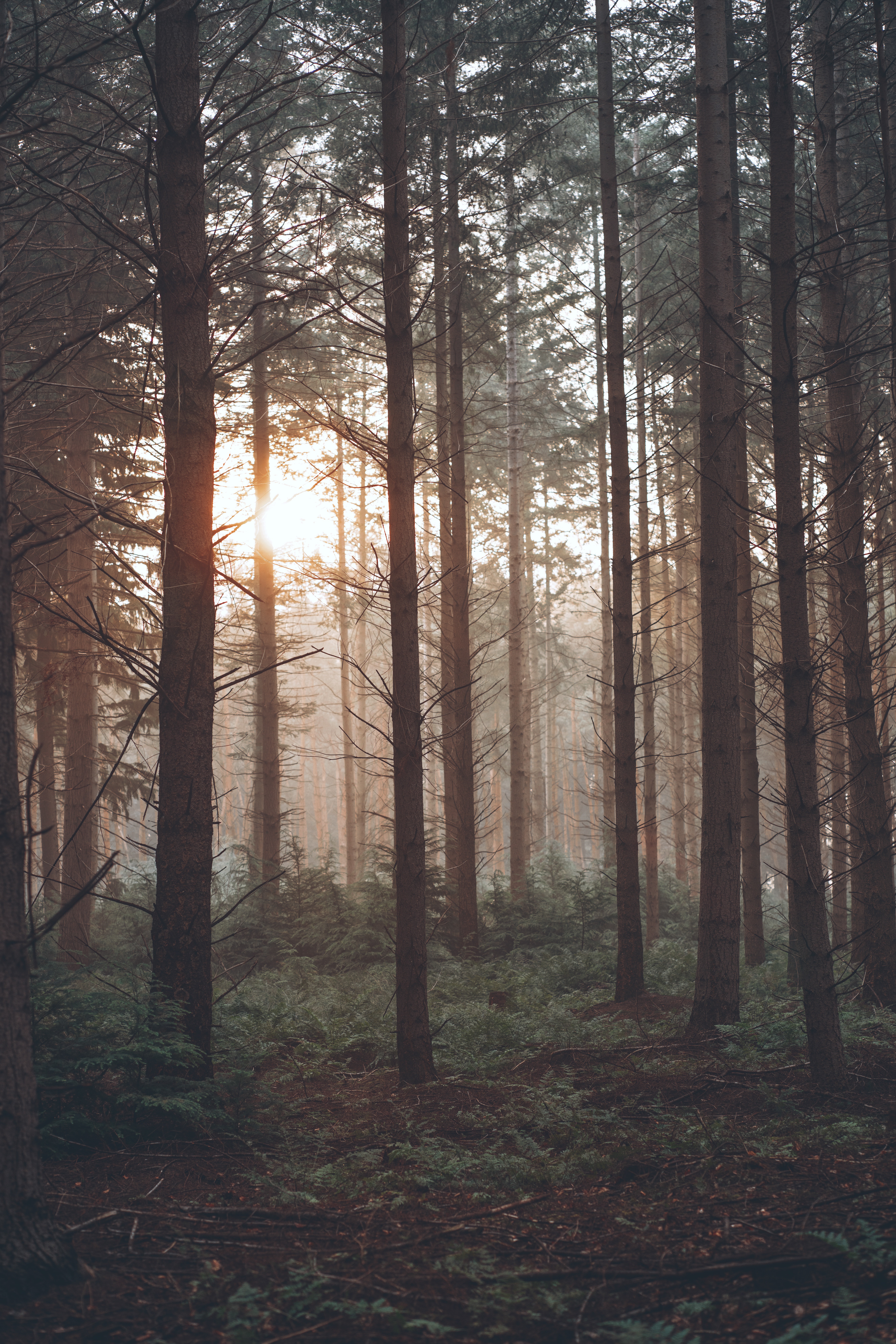 Download background forest, nature, trees, sun, pine, fog