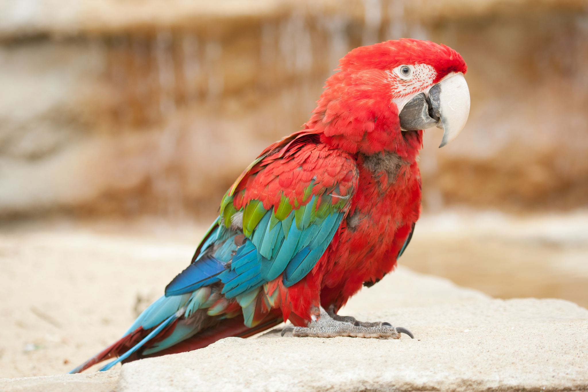 309653 скачать картинку животные, красно зеленый ара, птицы - обои и заставки бесплатно