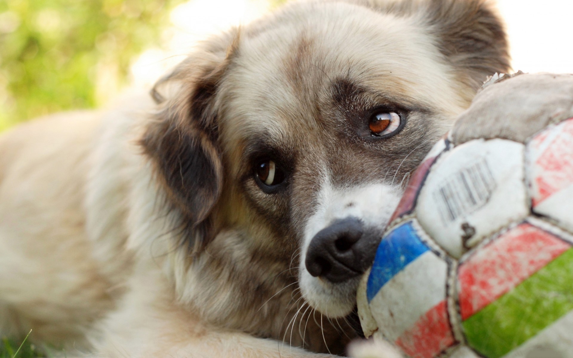 Handy-Wallpaper Hunde, Hund, Tiere kostenlos herunterladen.