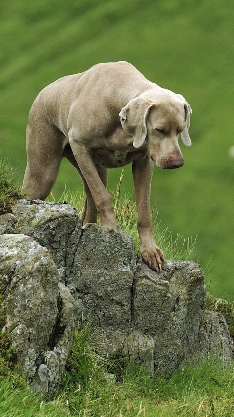 Descarga gratuita de fondo de pantalla para móvil de Animales, Perros, Braco De Weimar.