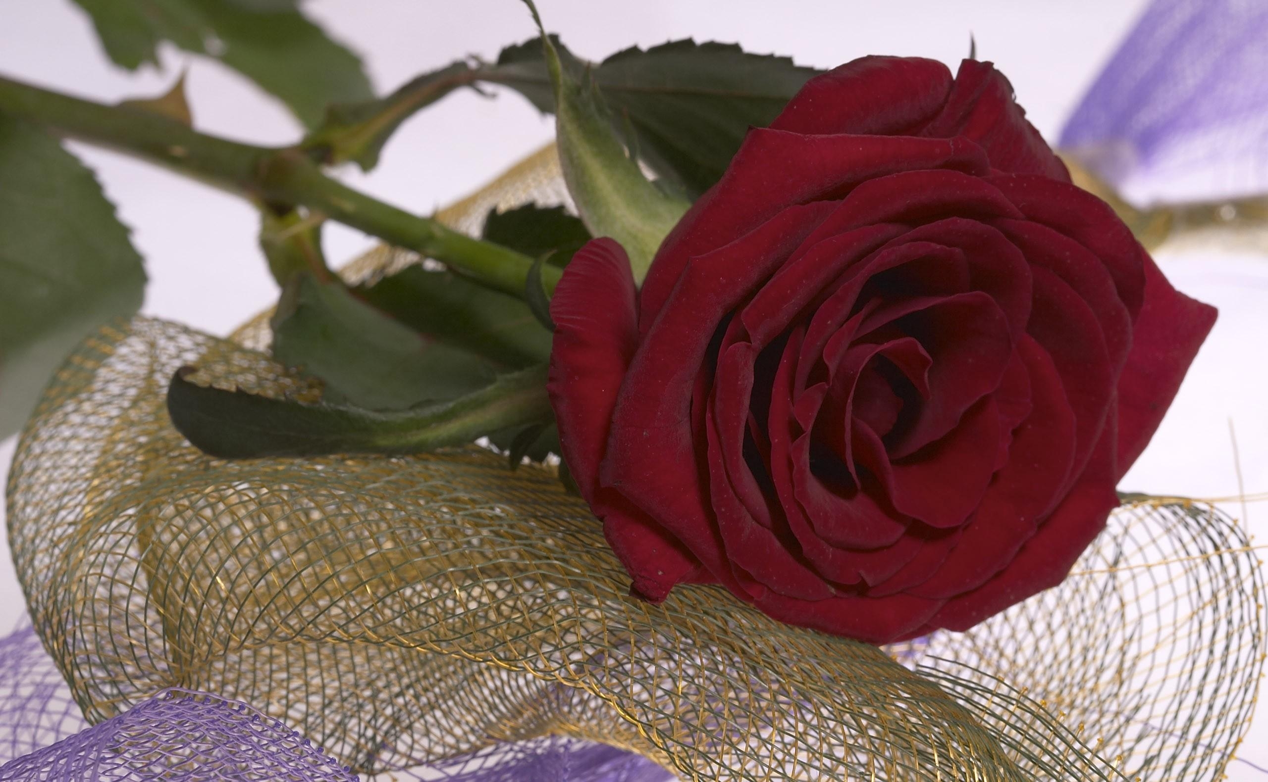 Téléchargez des papiers peints mobile Bourgeon, Grille, Fleur, Fleurs, Une Rose, Rose gratuitement.