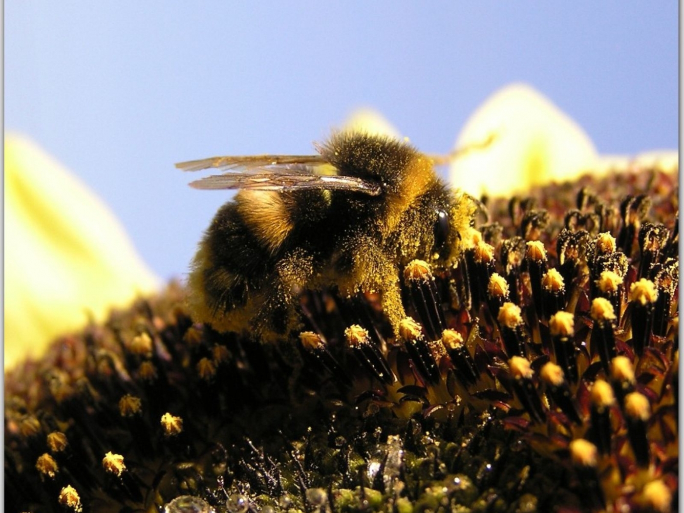 37124 скачать обои пчелы, насекомые - заставки и картинки бесплатно
