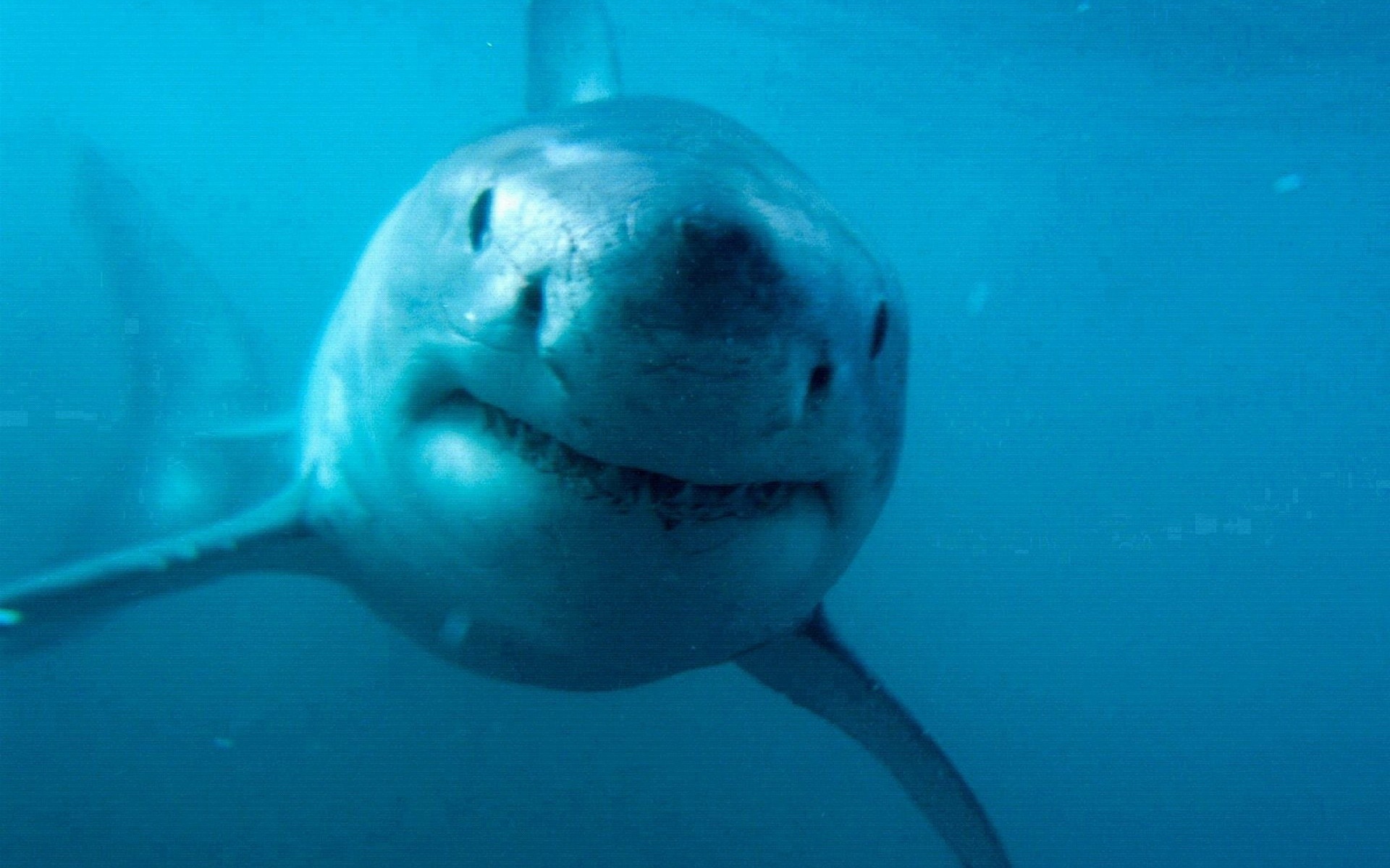 292560 скачать обои акулы, животные, большая белая акула, акула - заставки и картинки бесплатно