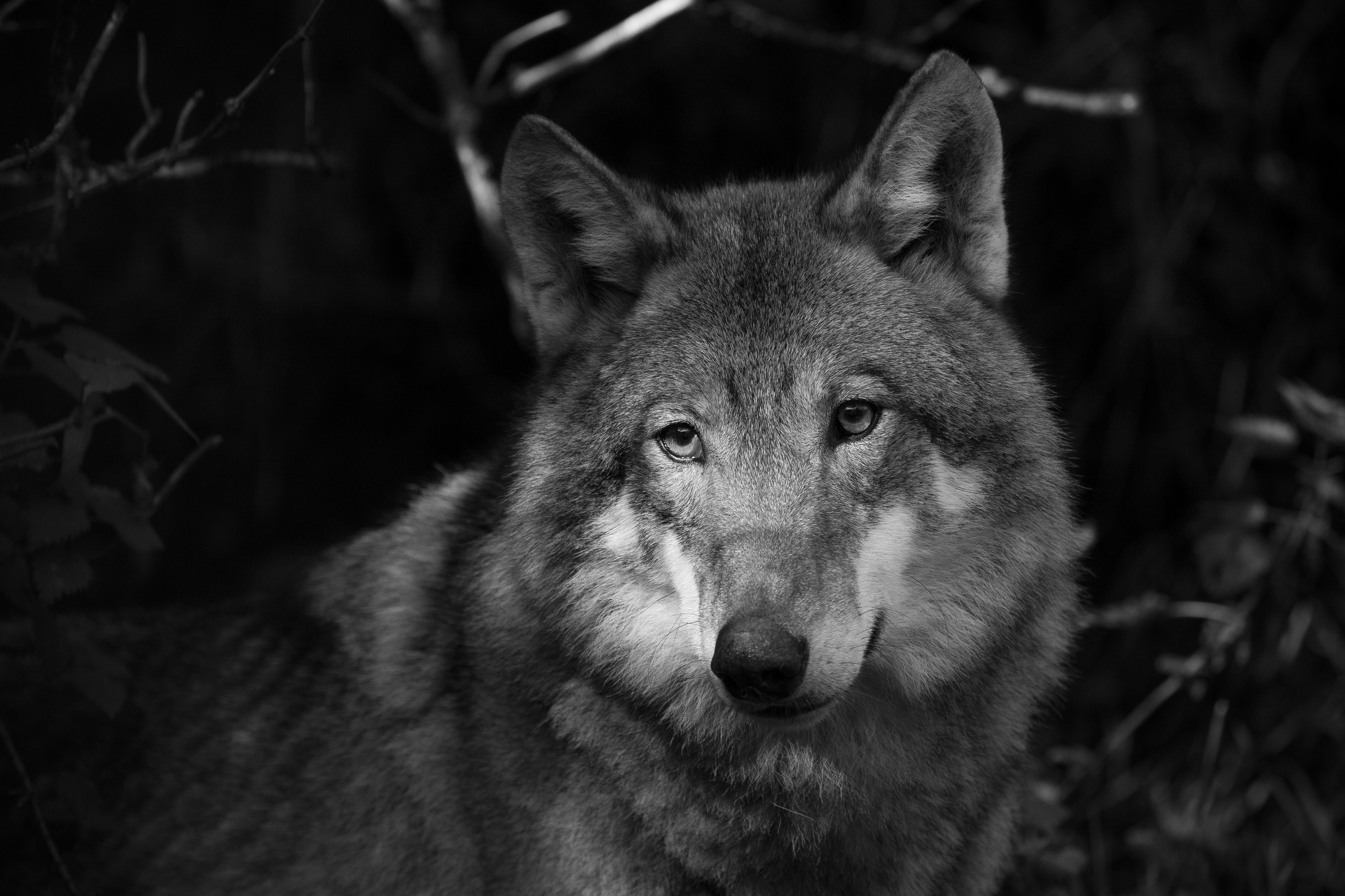 Скачать обои бесплатно Волки, Волк, Животные картинка на рабочий стол ПК