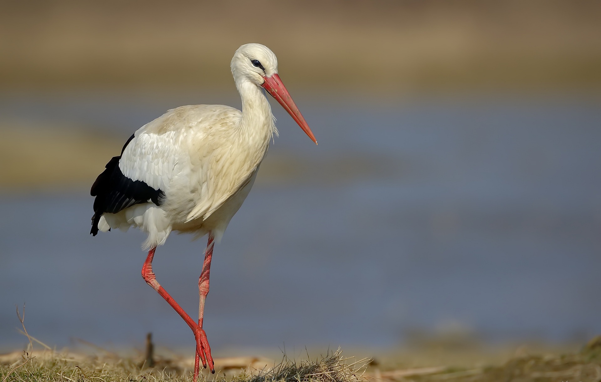 Free download wallpaper Birds, Bird, Animal, Stork, White Stork on your PC desktop
