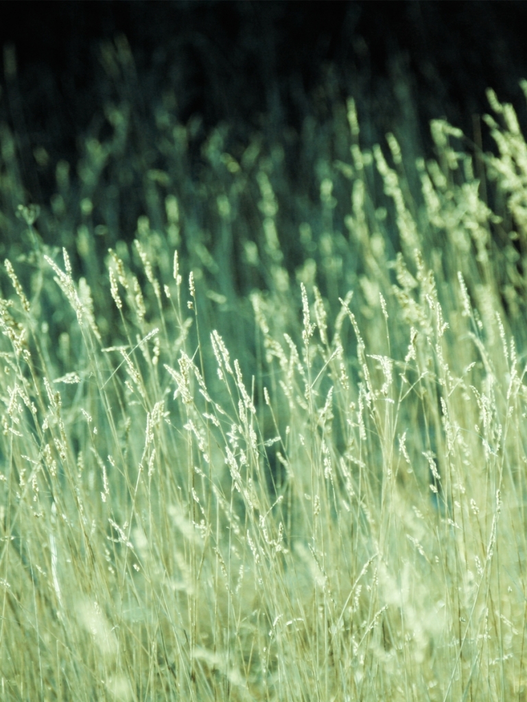 Handy-Wallpaper Erde, Planet, Gras, Erde/natur kostenlos herunterladen.