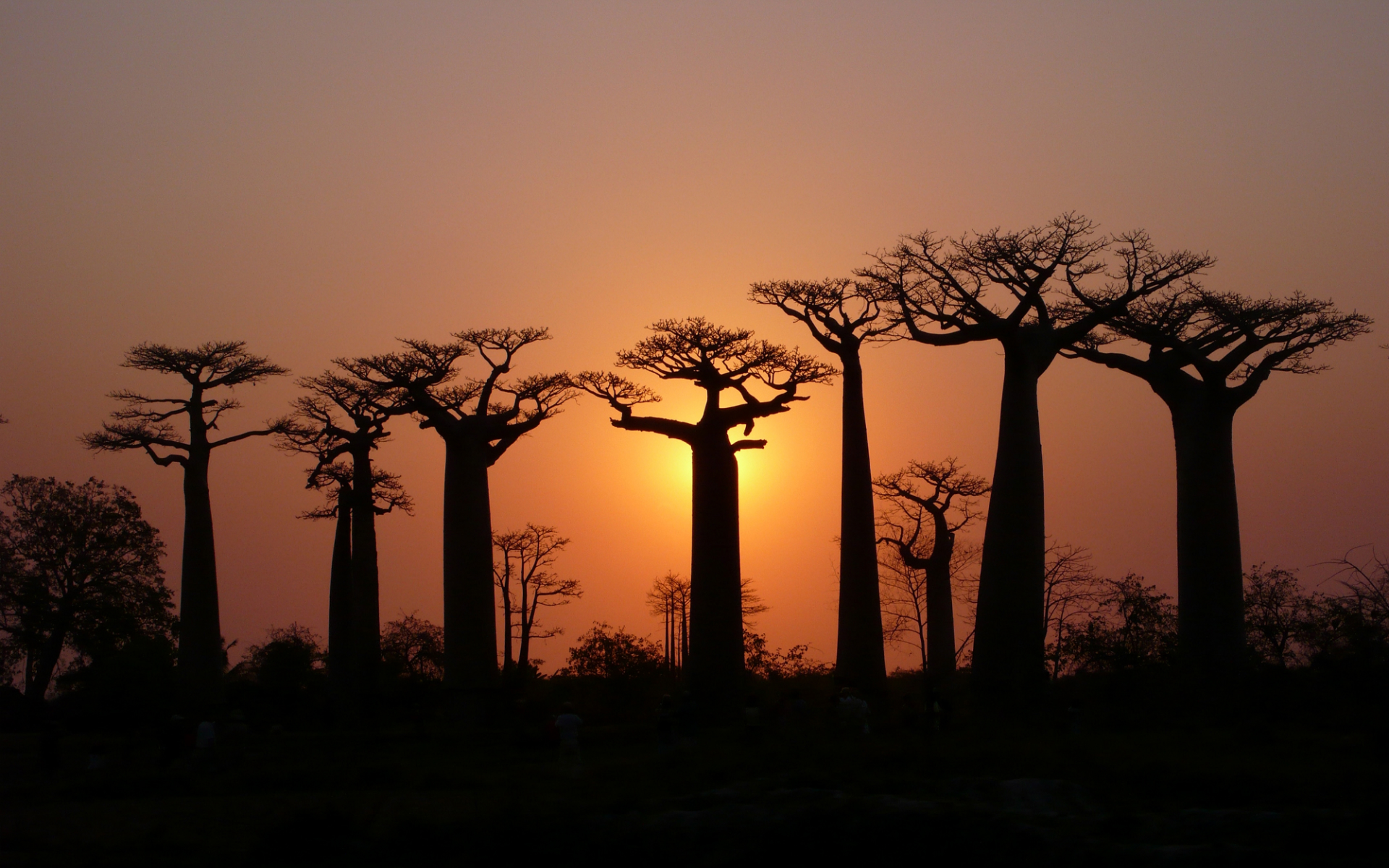 earth, baobab tree, trees