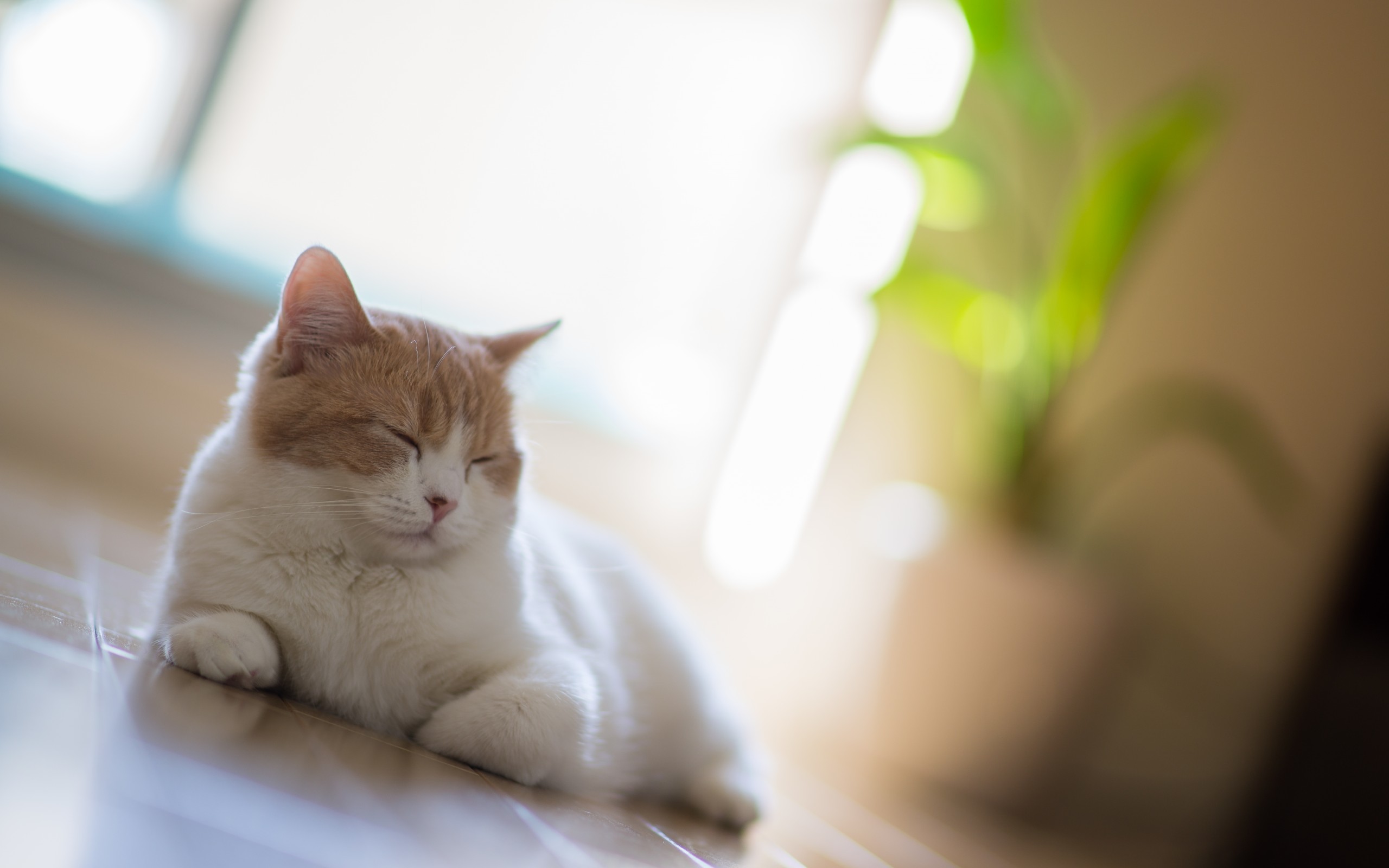 Téléchargez gratuitement l'image Animaux, Chats, Chat sur le bureau de votre PC