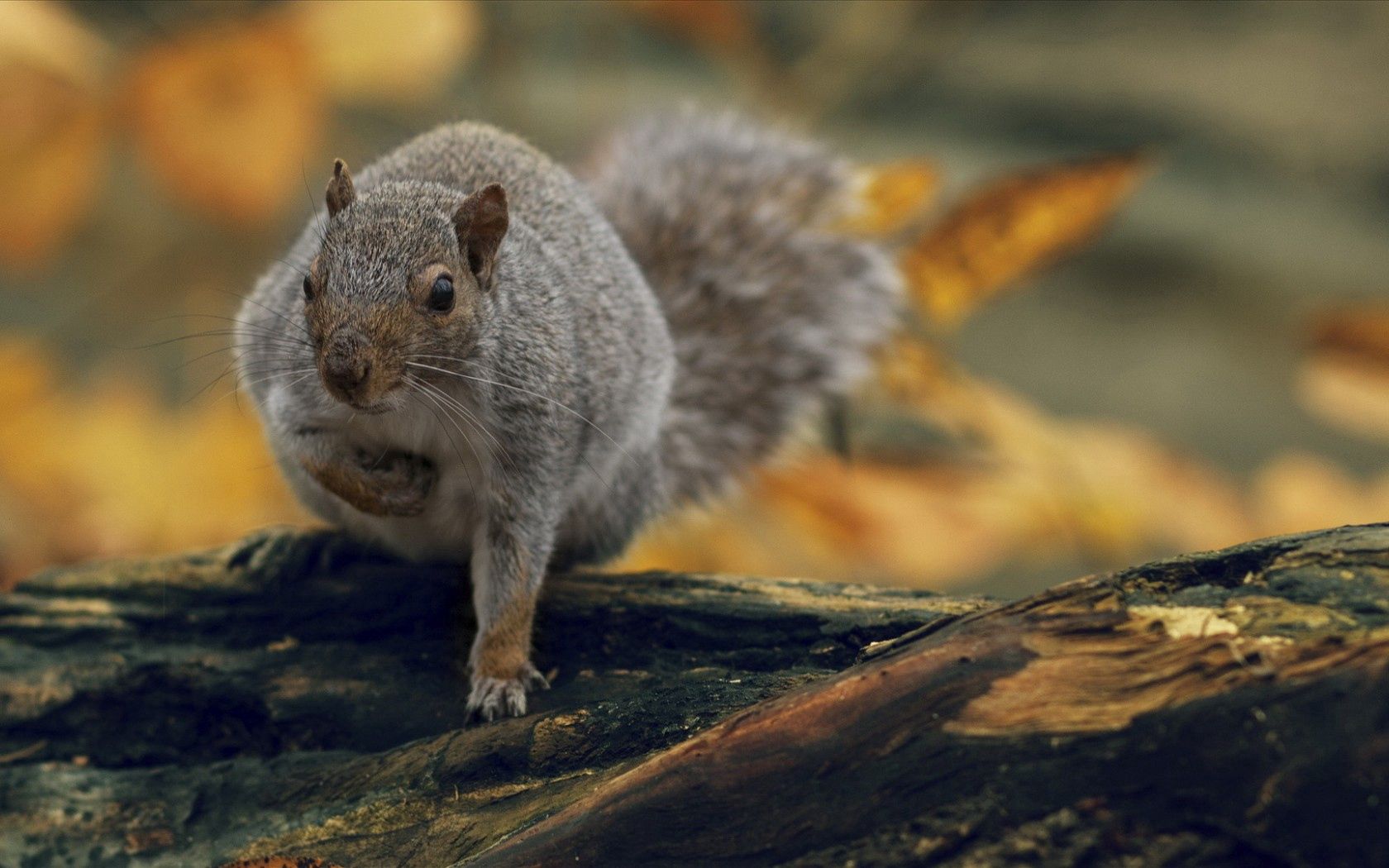 Handy-Wallpaper Natur, Tiere, Eichhörnchen, Hintergrund kostenlos herunterladen.