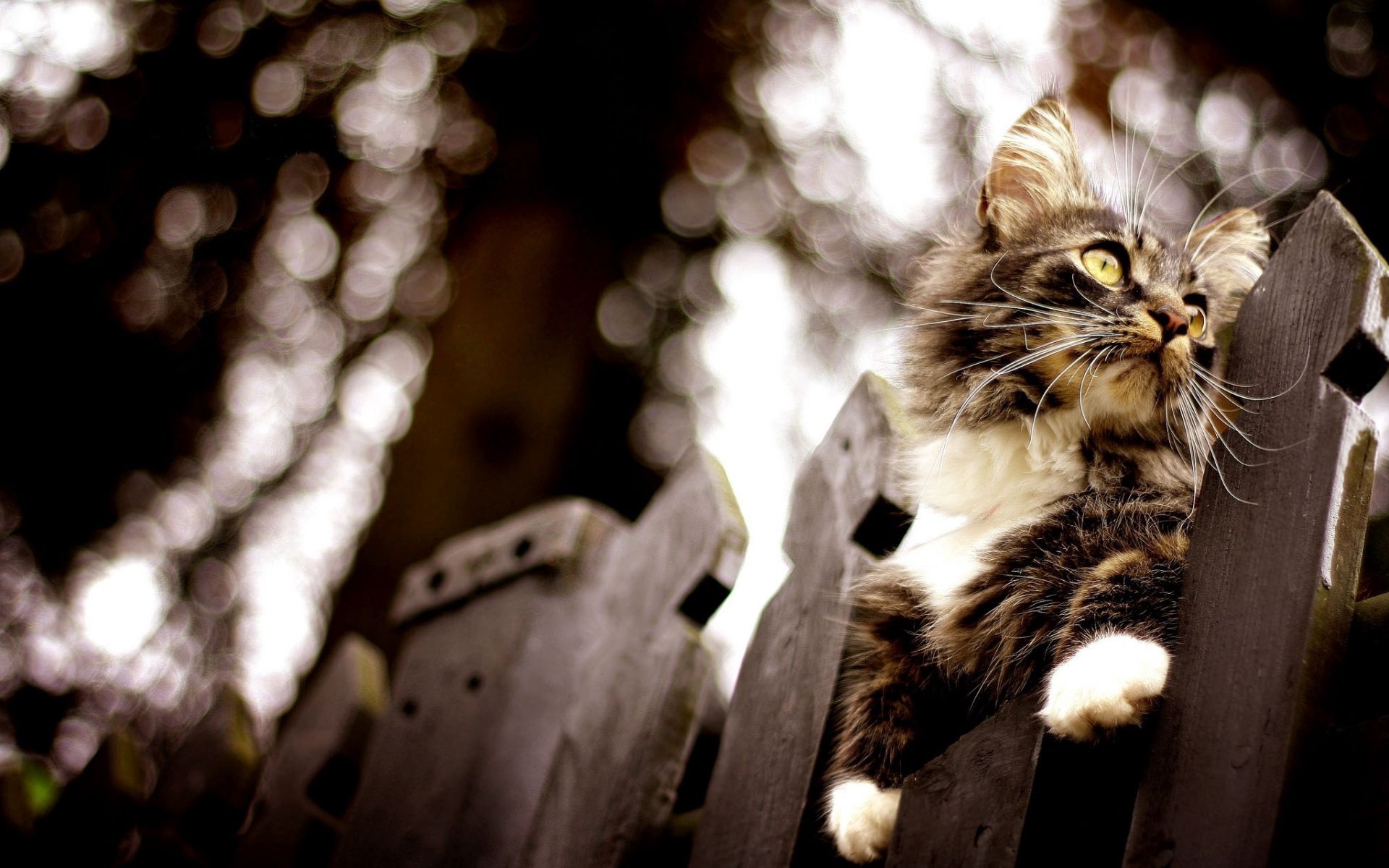 animals, glare, cat, fence, climb cell phone wallpapers