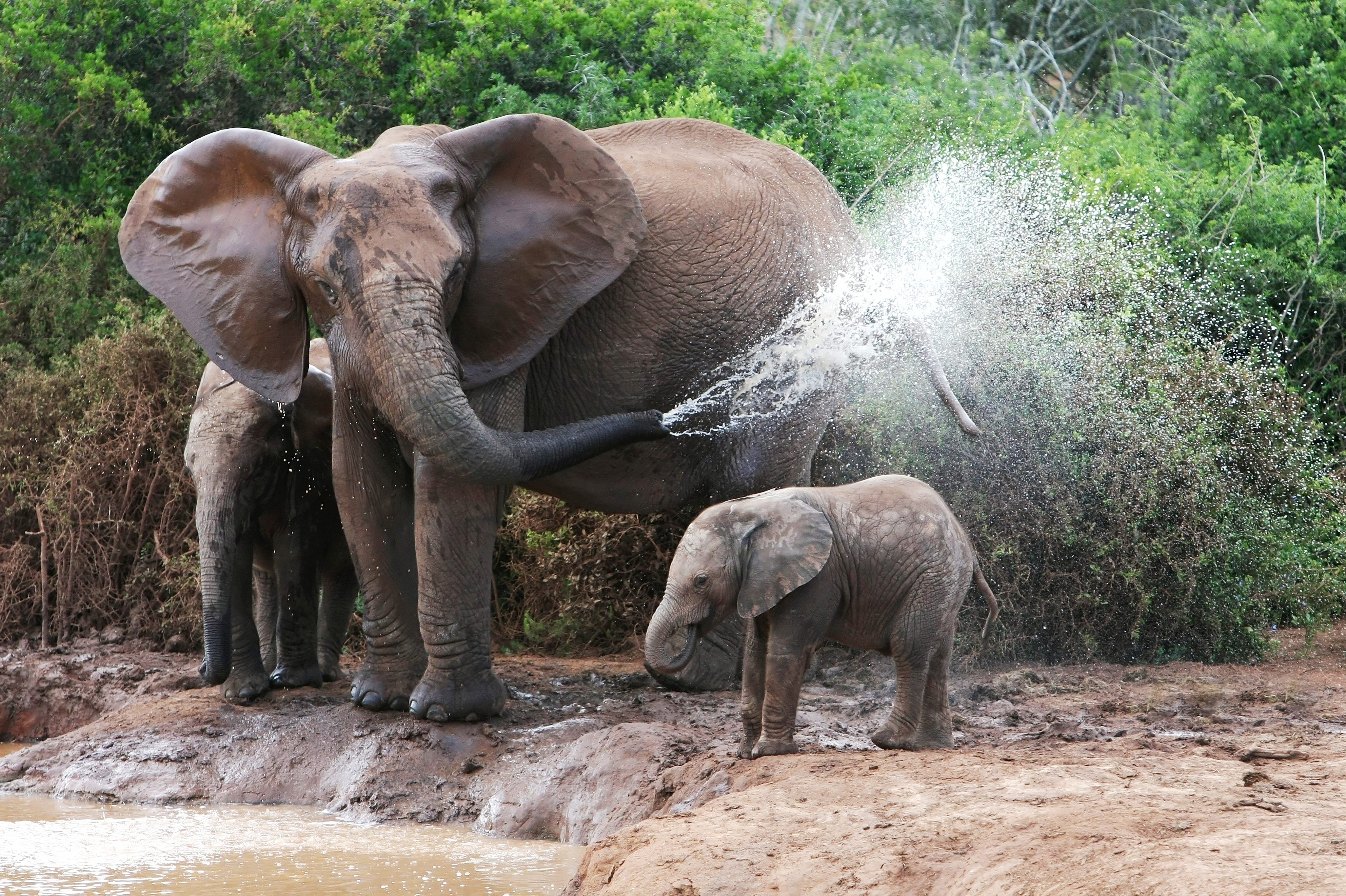 145508 télécharger l'image elephants, éléphants, animaux, eau, femelle, baignade - fonds d'écran et économiseurs d'écran gratuits