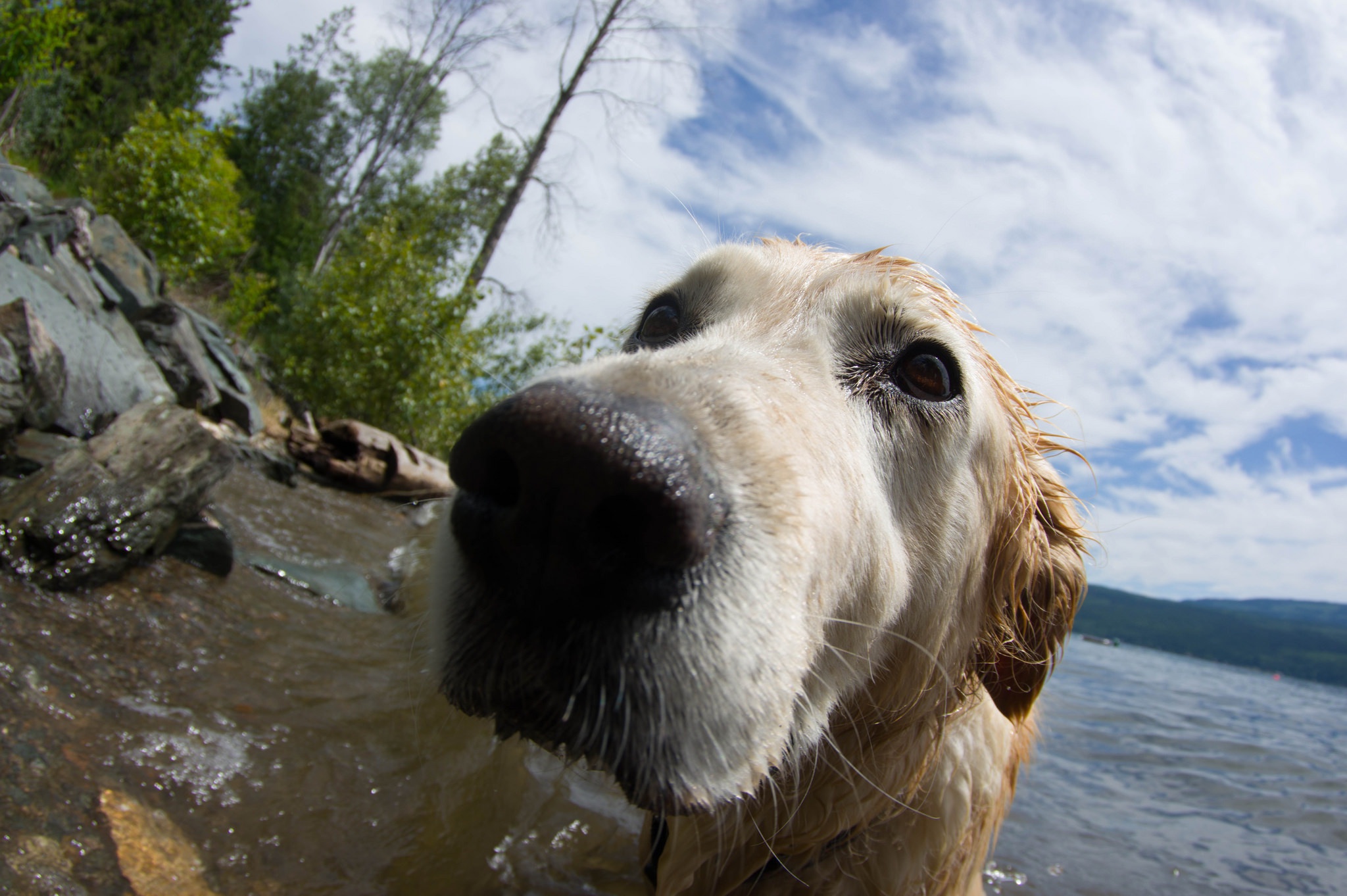 Free download wallpaper Dogs, Dog, Muzzle, Animal, Golden Retriever on your PC desktop