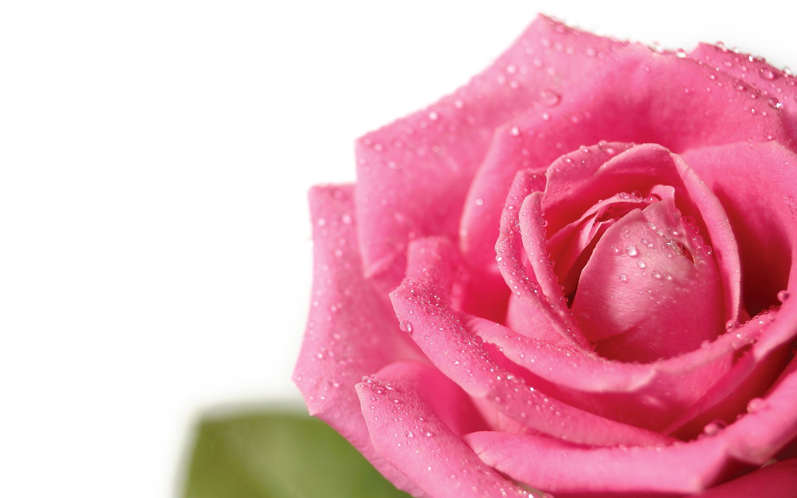 Download mobile wallpaper Bud, Petals, Macro, Flower, Drops, Rose Flower, Rose, Pink for free.
