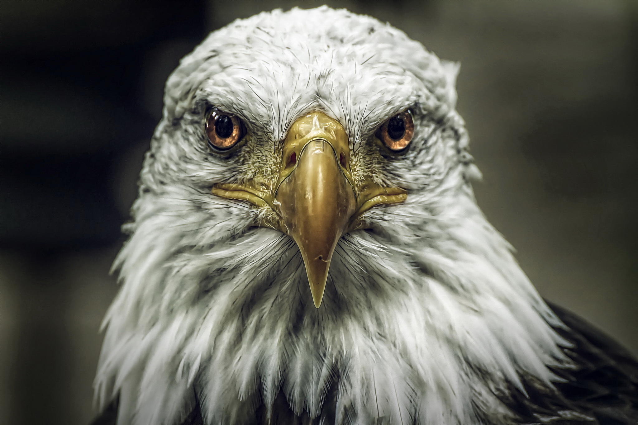 Handy-Wallpaper Weißkopfseeadler, Vögel, Tiere kostenlos herunterladen.