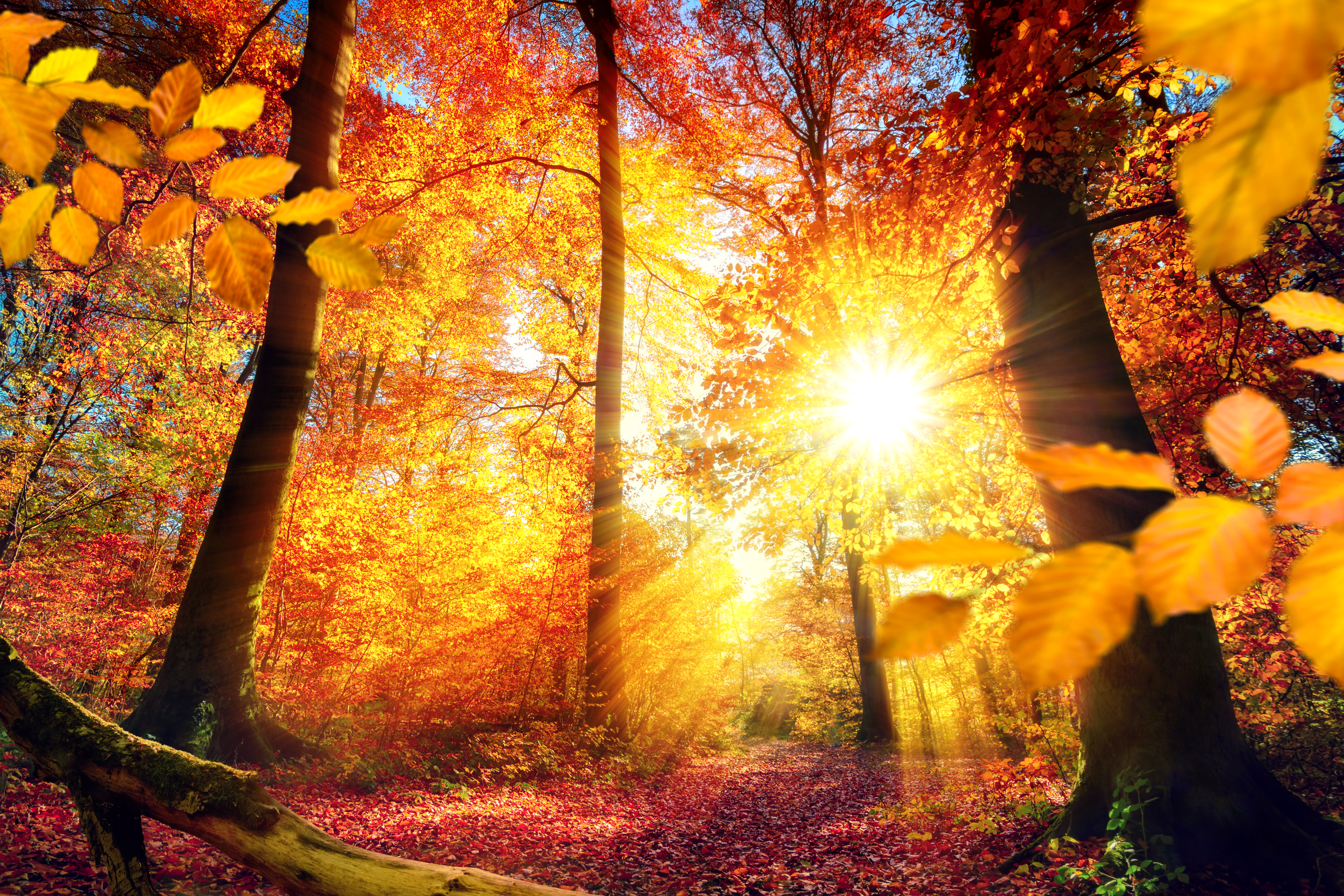 Download mobile wallpaper Nature, Sun, Forest, Tree, Fall, Earth, Sunbeam for free.