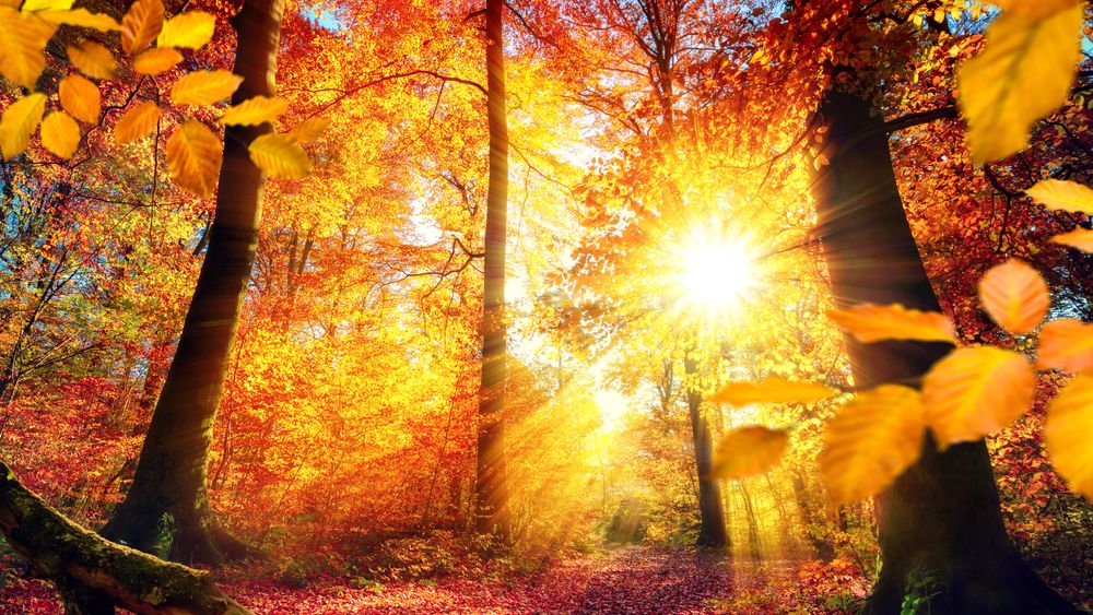 HD desktop wallpaper: Nature, Sun, Forest, Tree, Fall, Earth, Sunbeam ...