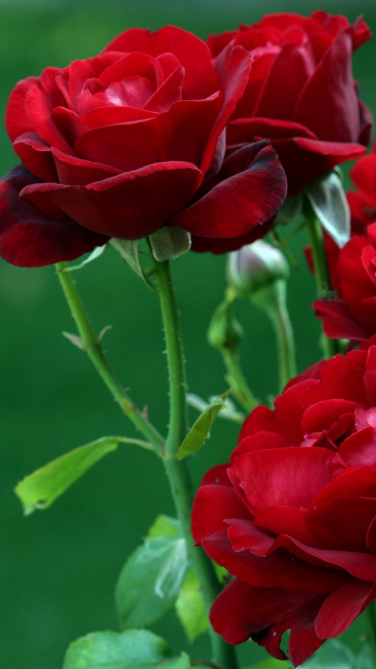 Скачать картинку Цветок, Роза, Красная Роза, Земля/природа, Флауэрсы в телефон бесплатно.