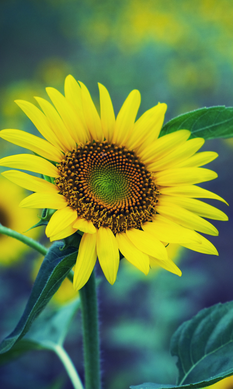 Descarga gratuita de fondo de pantalla para móvil de Girasol, Flores, Tierra/naturaleza.