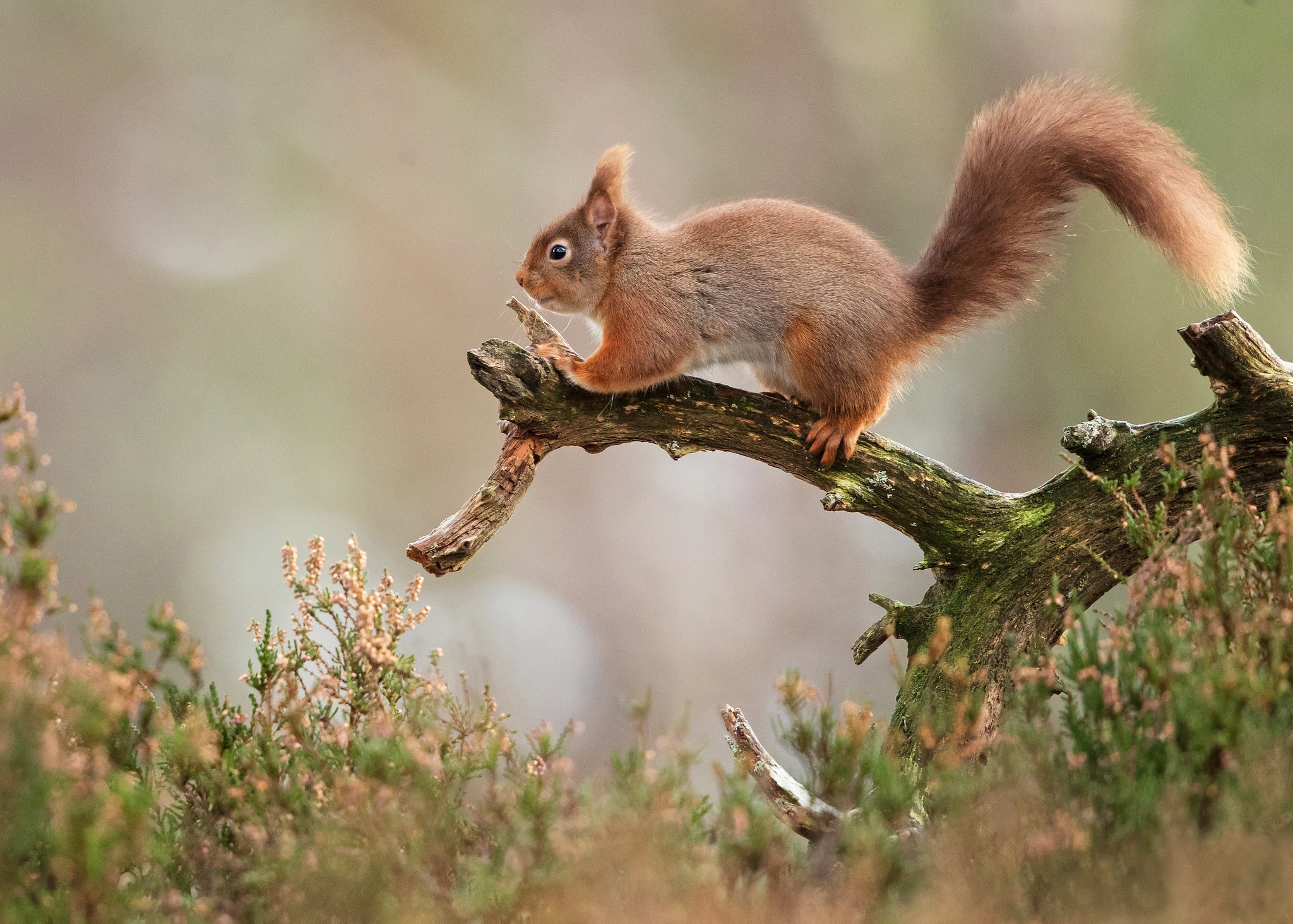 Free download wallpaper Squirrel, Animal, Rodent on your PC desktop