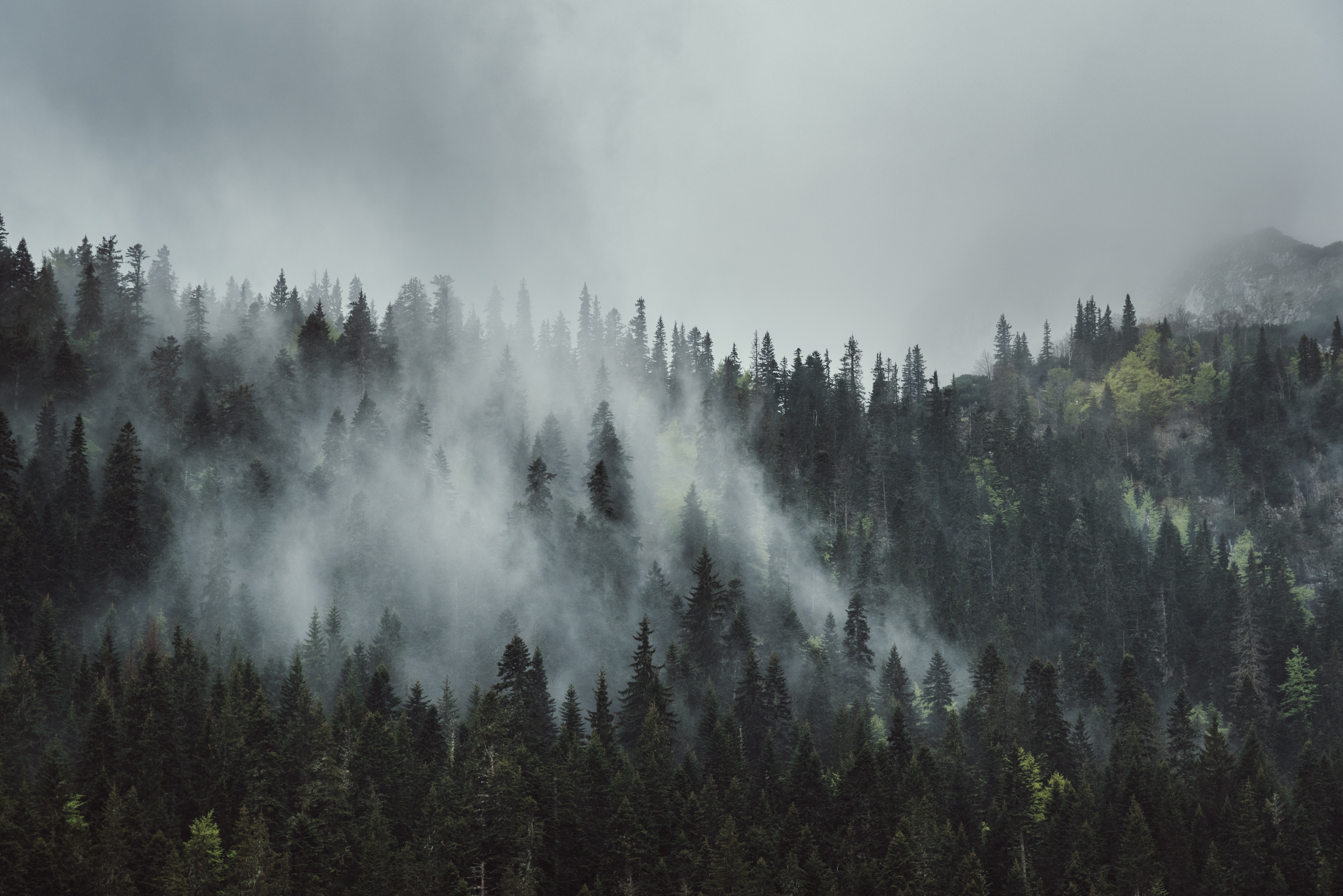 117839 скачать картинку природа, деревья, горы, лес, туман, верхушки, кроны - обои и заставки бесплатно