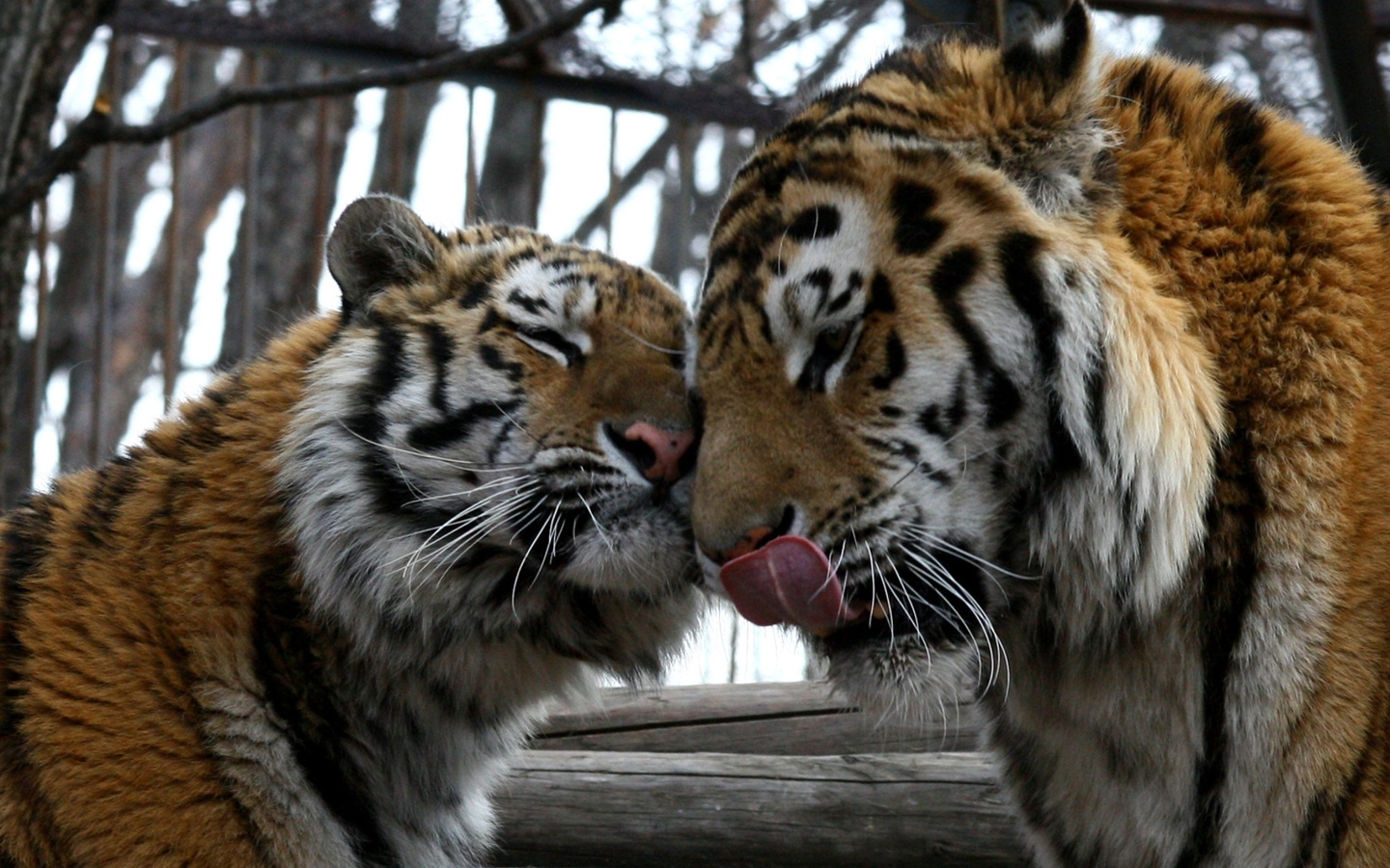5469 скачать картинку тигры, животные - обои и заставки бесплатно