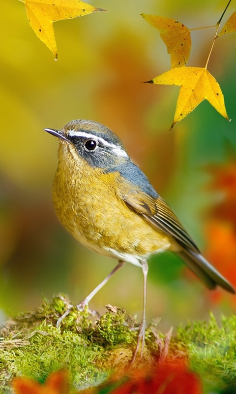 Download mobile wallpaper Birds, Bird, Close Up, Animal, Robin for free.