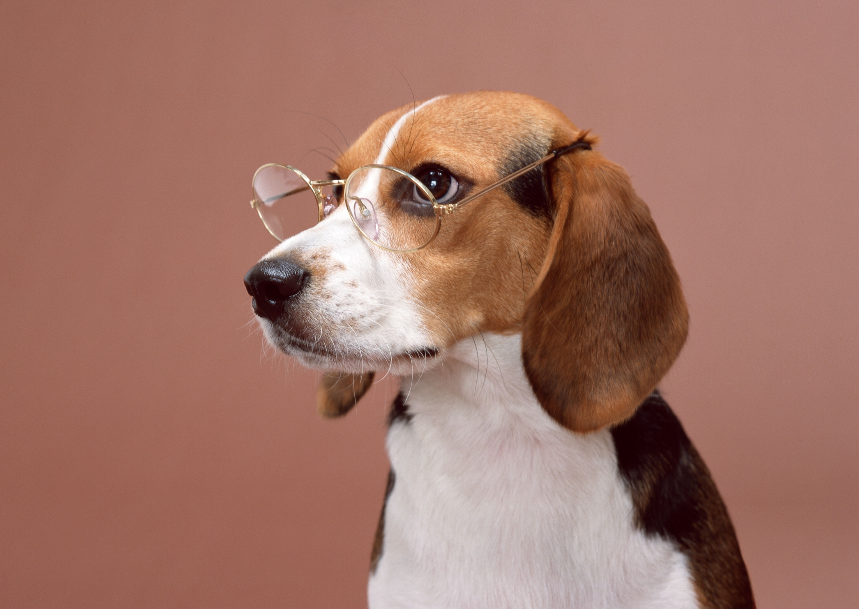 Laden Sie das Tiere, Hunde, Hund, Brille, Beagle-Bild kostenlos auf Ihren PC-Desktop herunter