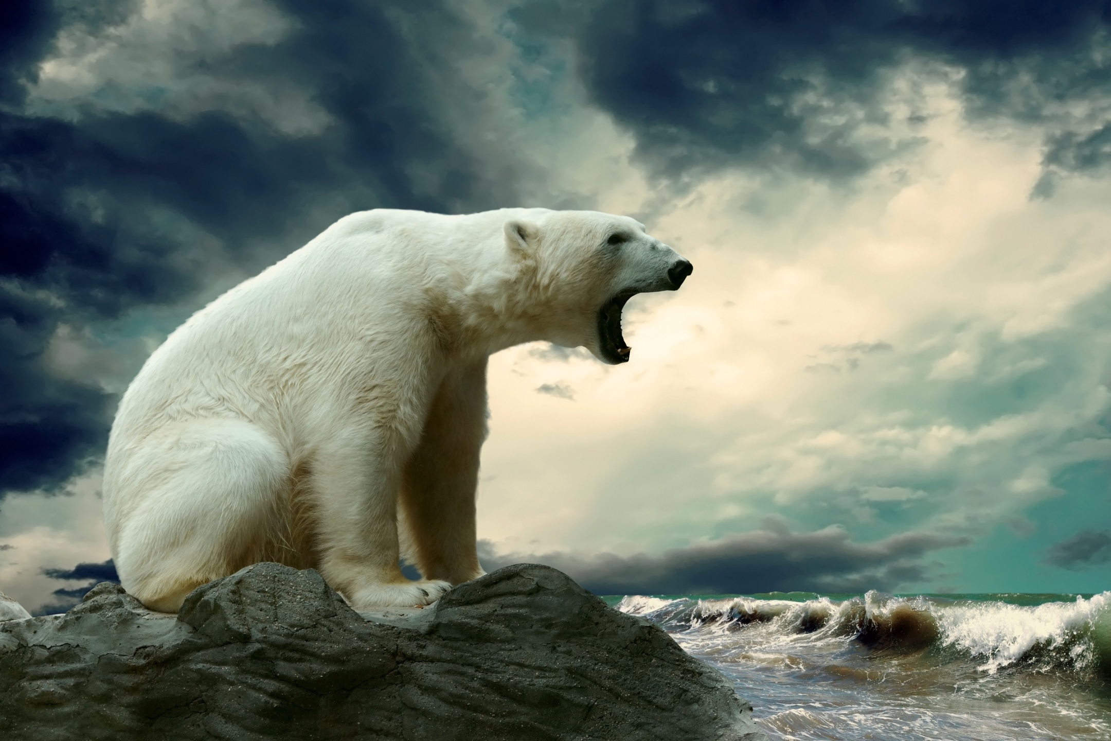 Baixar papel de parede para celular de Animais, Urso, Urso Polar, Ursos gratuito.