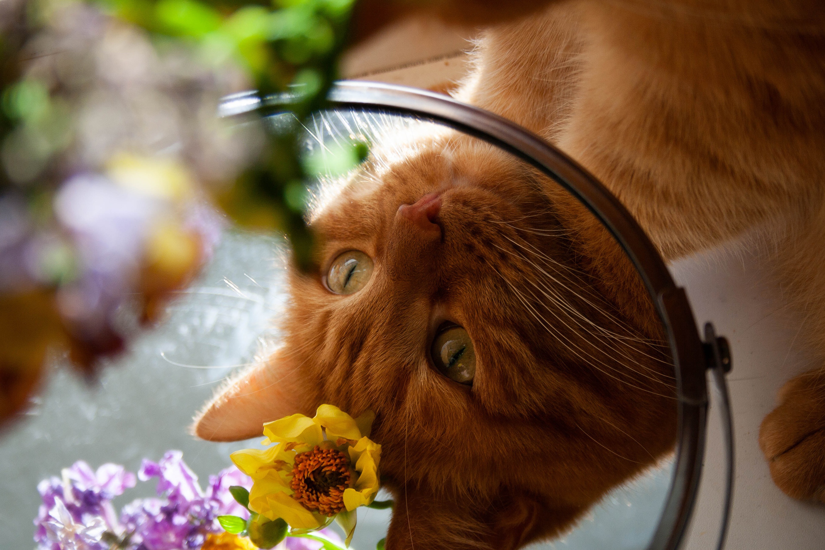 Téléchargez gratuitement l'image Animaux, Chats, Chat sur le bureau de votre PC