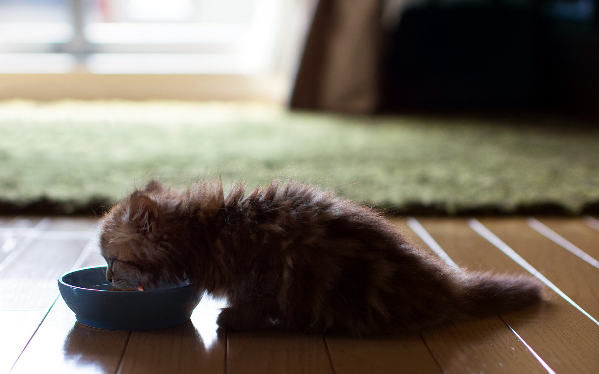 Baixe gratuitamente a imagem Animais, Gatos, Gato na área de trabalho do seu PC