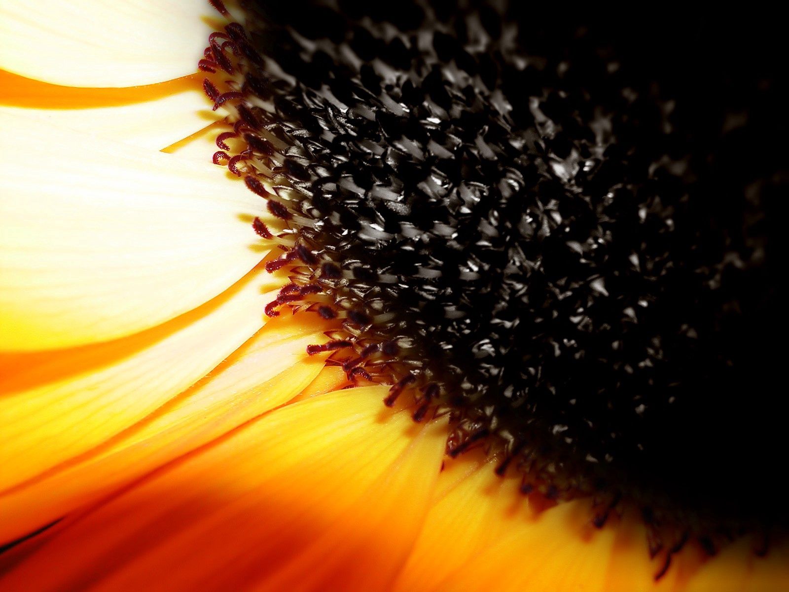 Laden Sie das Makro, Braun, Blume, Sonnenblume-Bild kostenlos auf Ihren PC-Desktop herunter