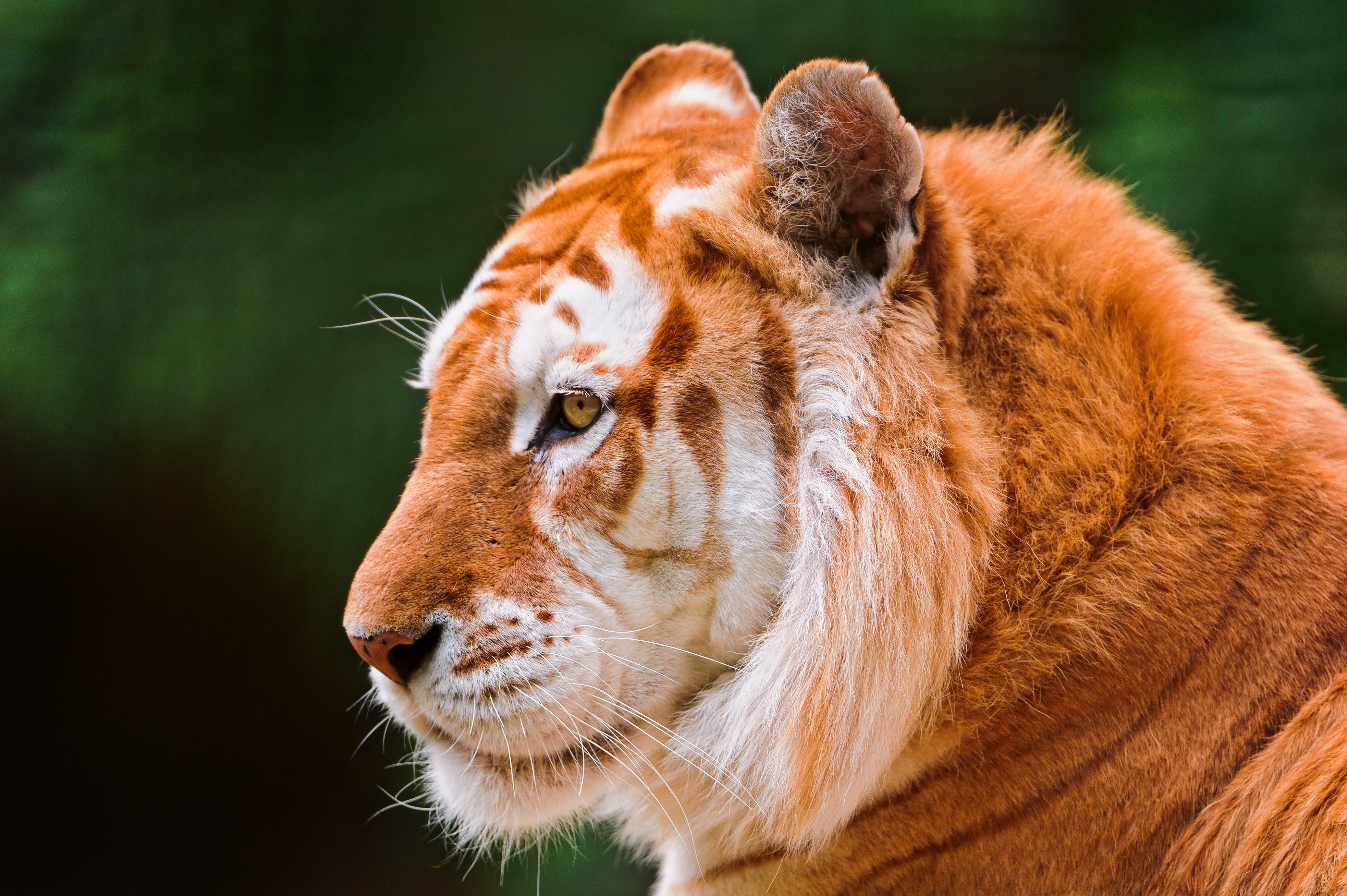 Téléchargez gratuitement l'image Animaux, Chats, Tigre sur le bureau de votre PC