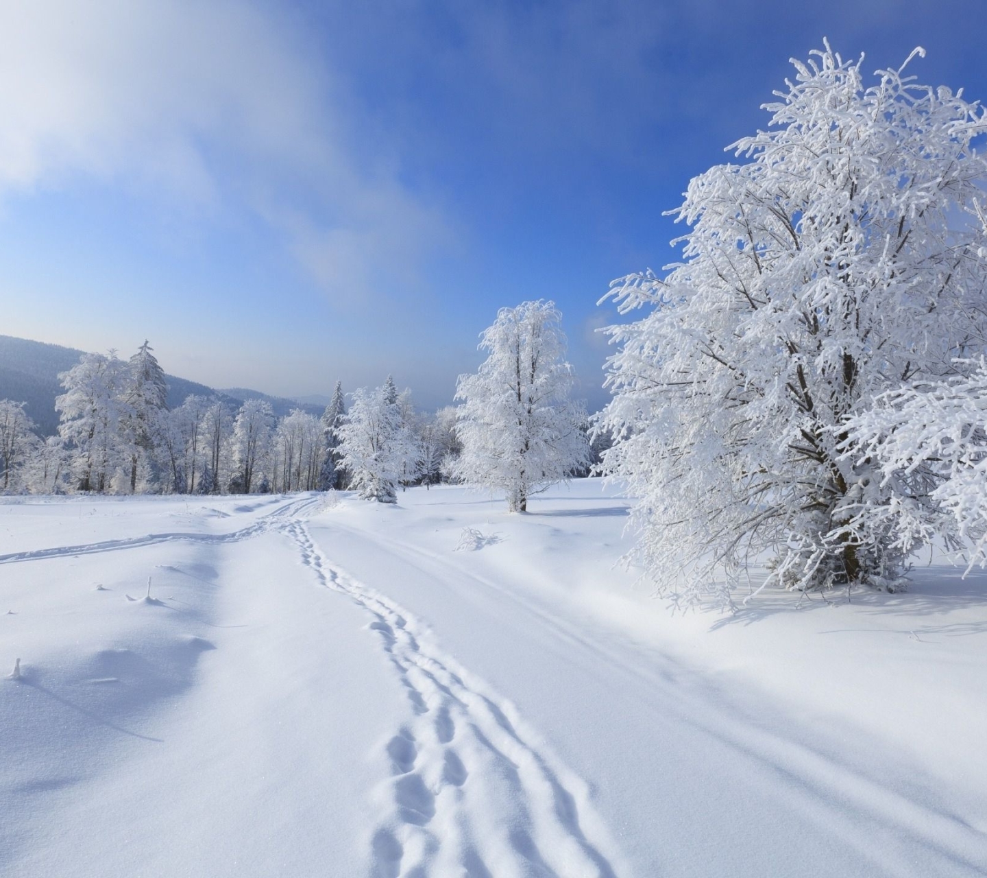 Baixar papel de parede para celular de Inverno, Neve, Árvore, Terra/natureza, Pegada gratuito.
