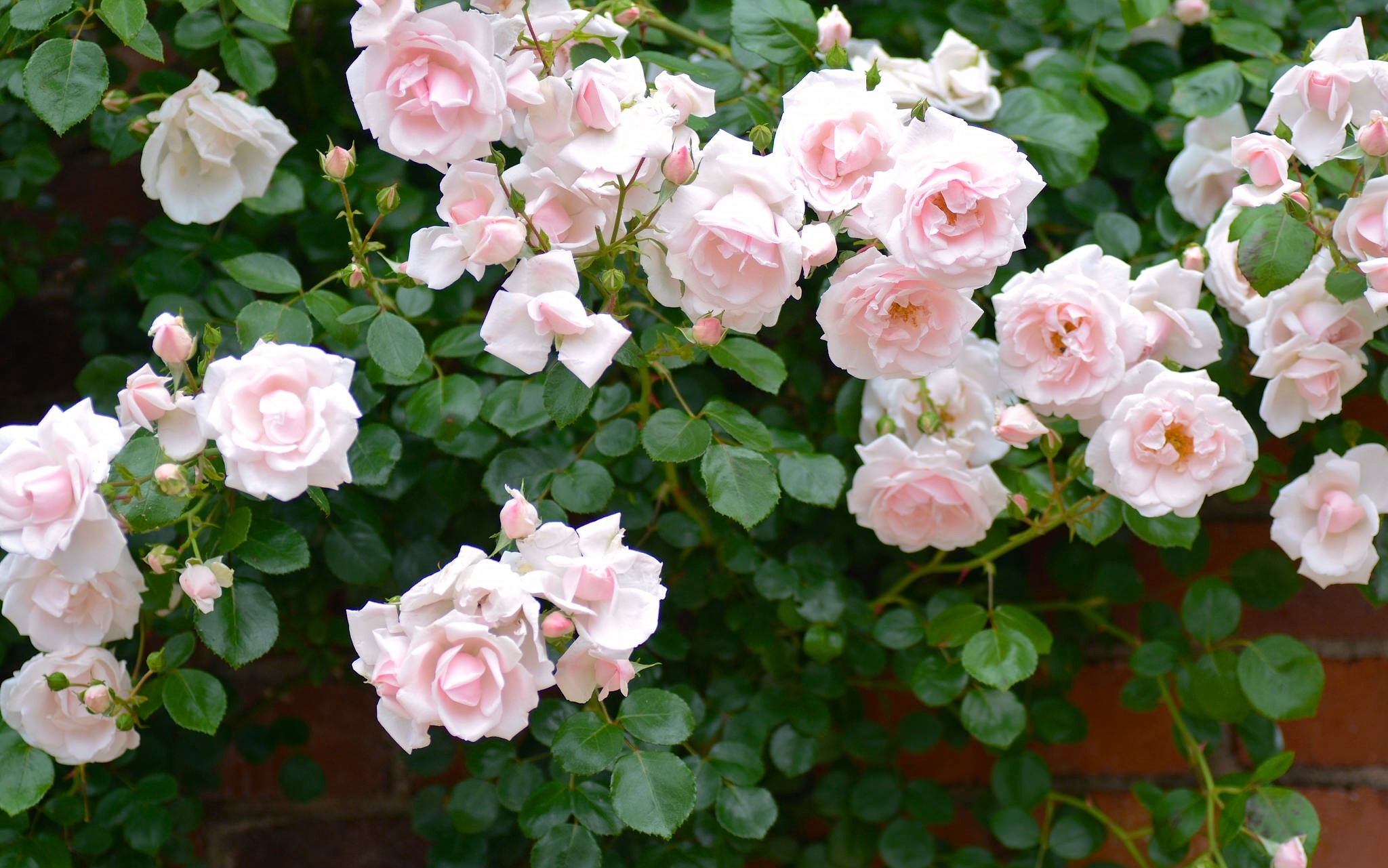 Handy-Wallpaper Rose, Busch, Erde/natur, Pinke Rose, Rosenstrauch kostenlos herunterladen.