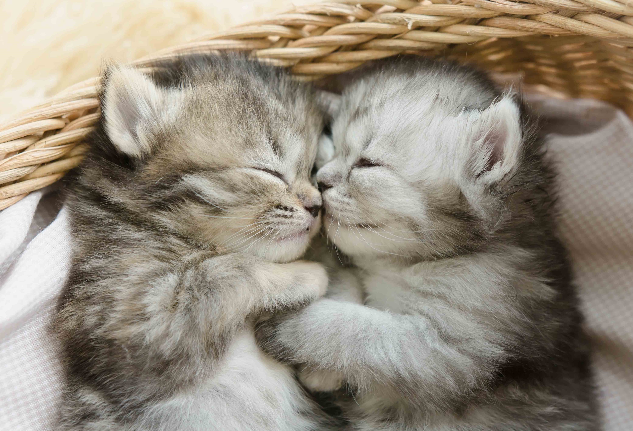 PCデスクトップに動物, ネコ, 猫, 子猫, 睡眠, 赤ちゃん動物画像を無料でダウンロード
