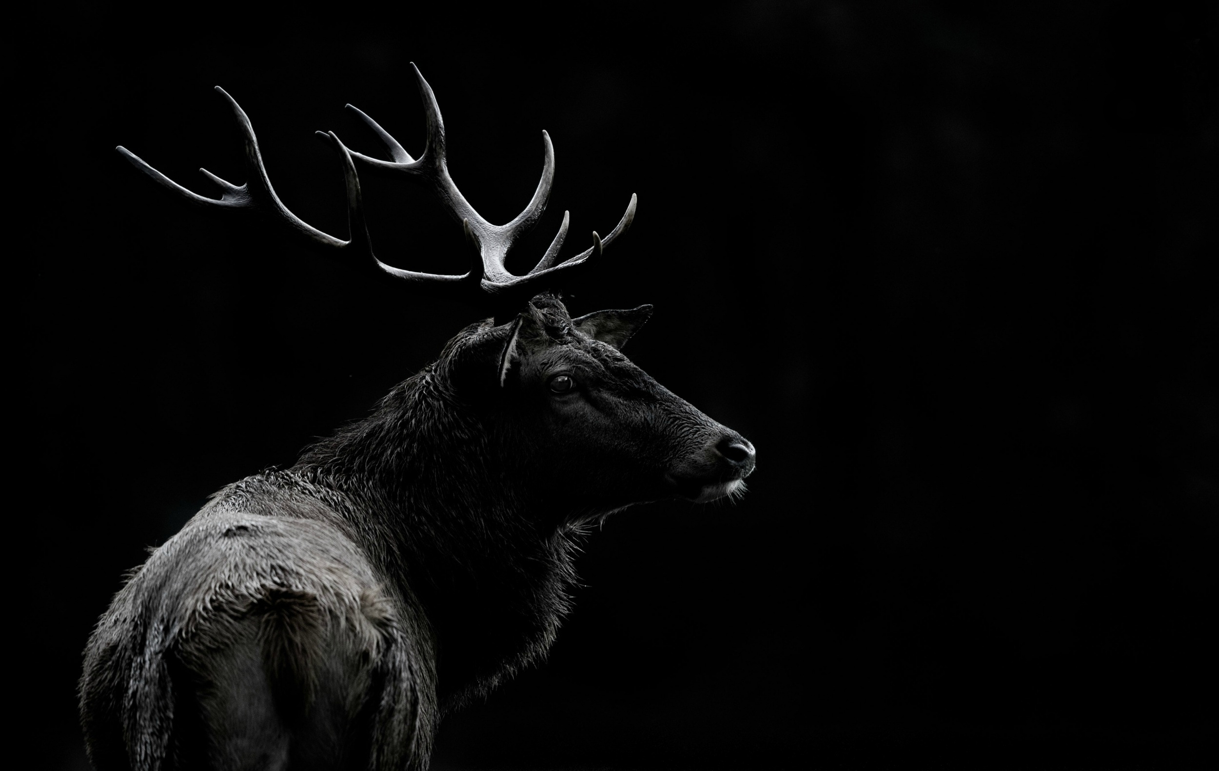 Download mobile wallpaper Animal, Deer, Black & White for free.